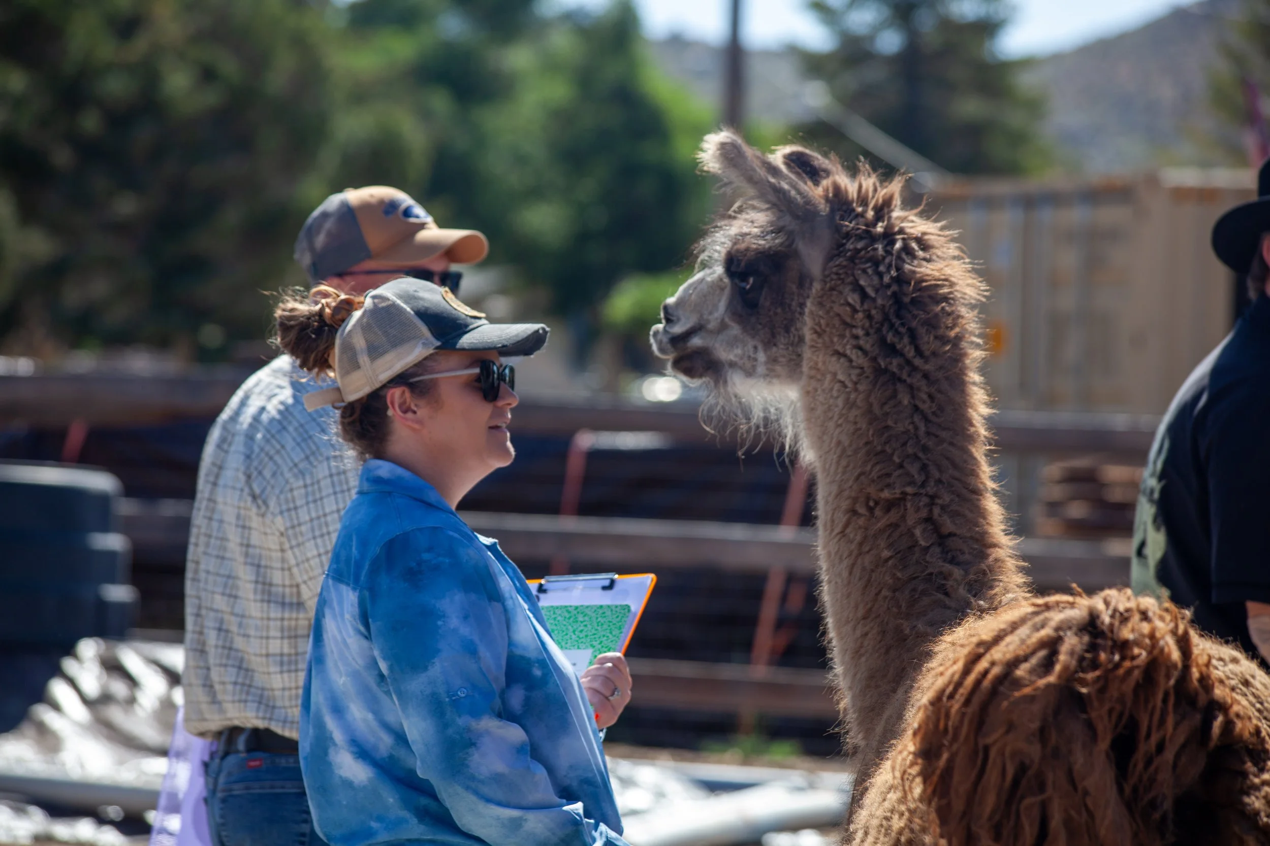 A women and man facing Joey the Lama exchanging hellos.