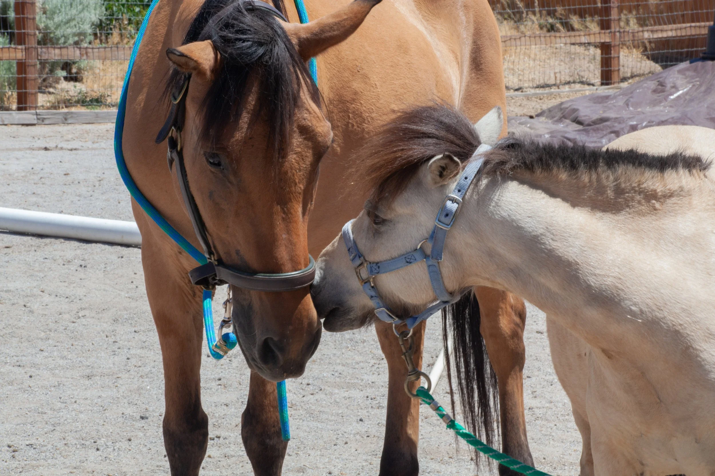 Three Equine-Assisted Coaching Sessions