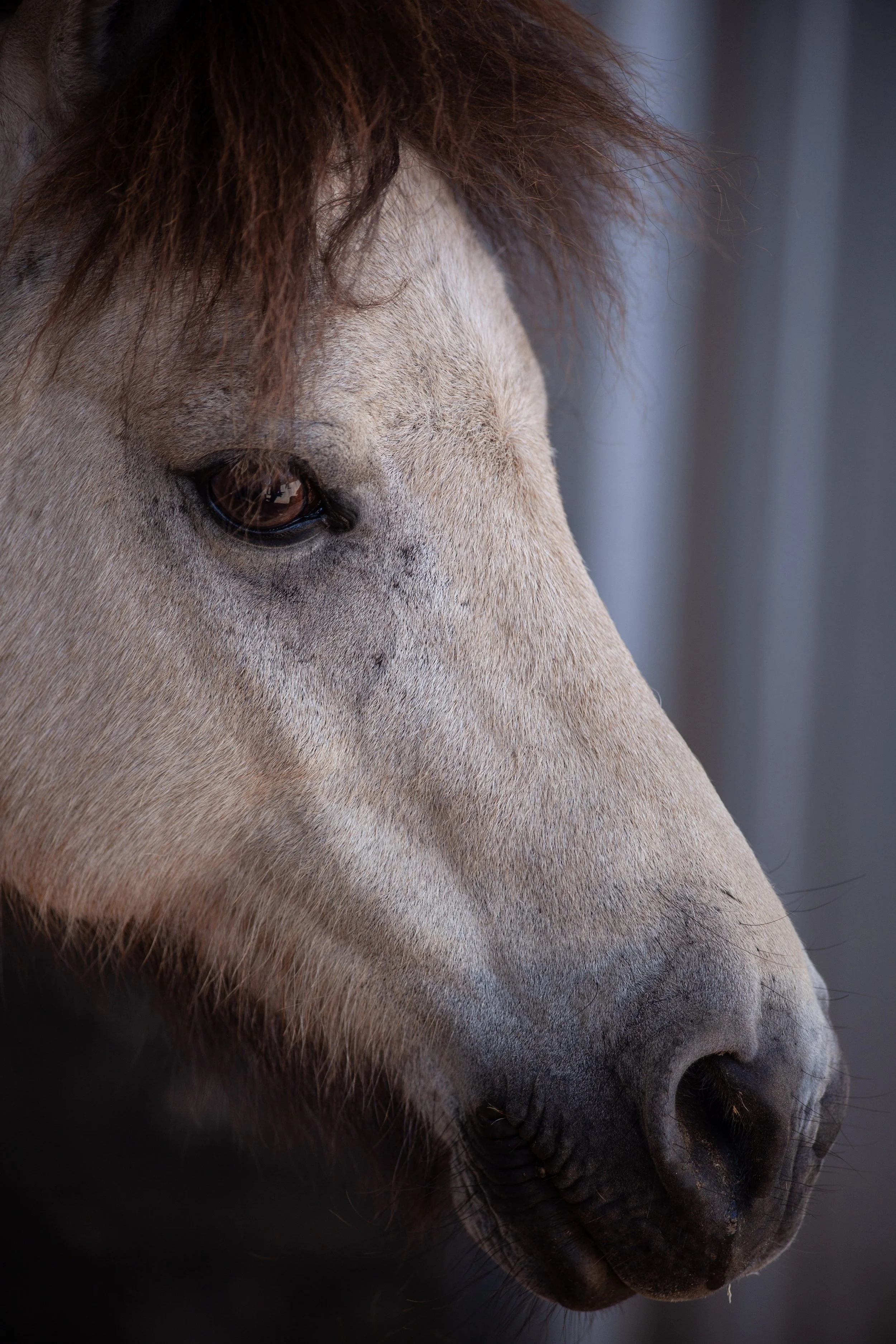 Close up of a tan pony with dark muzzle.