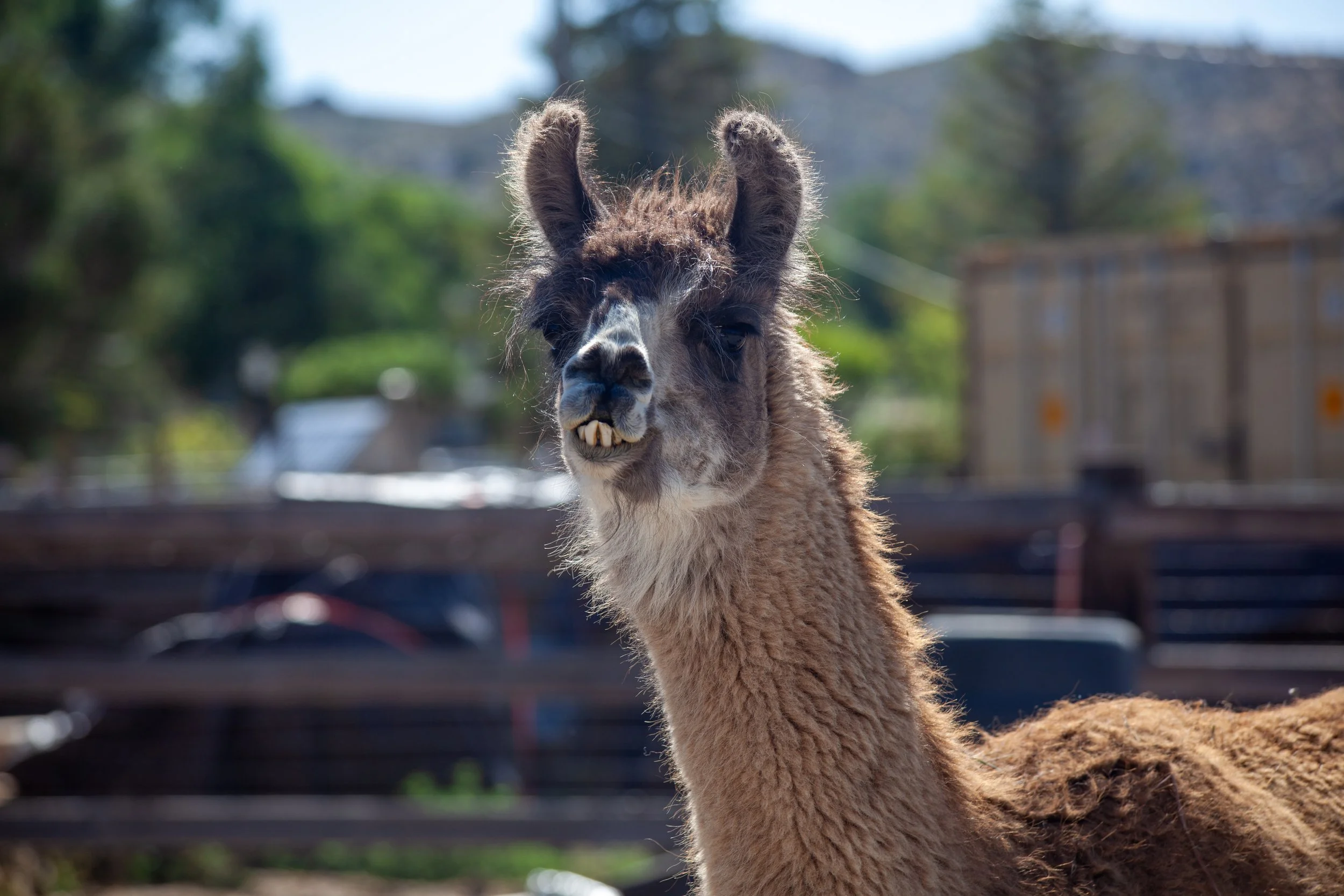 Joey the Llama
