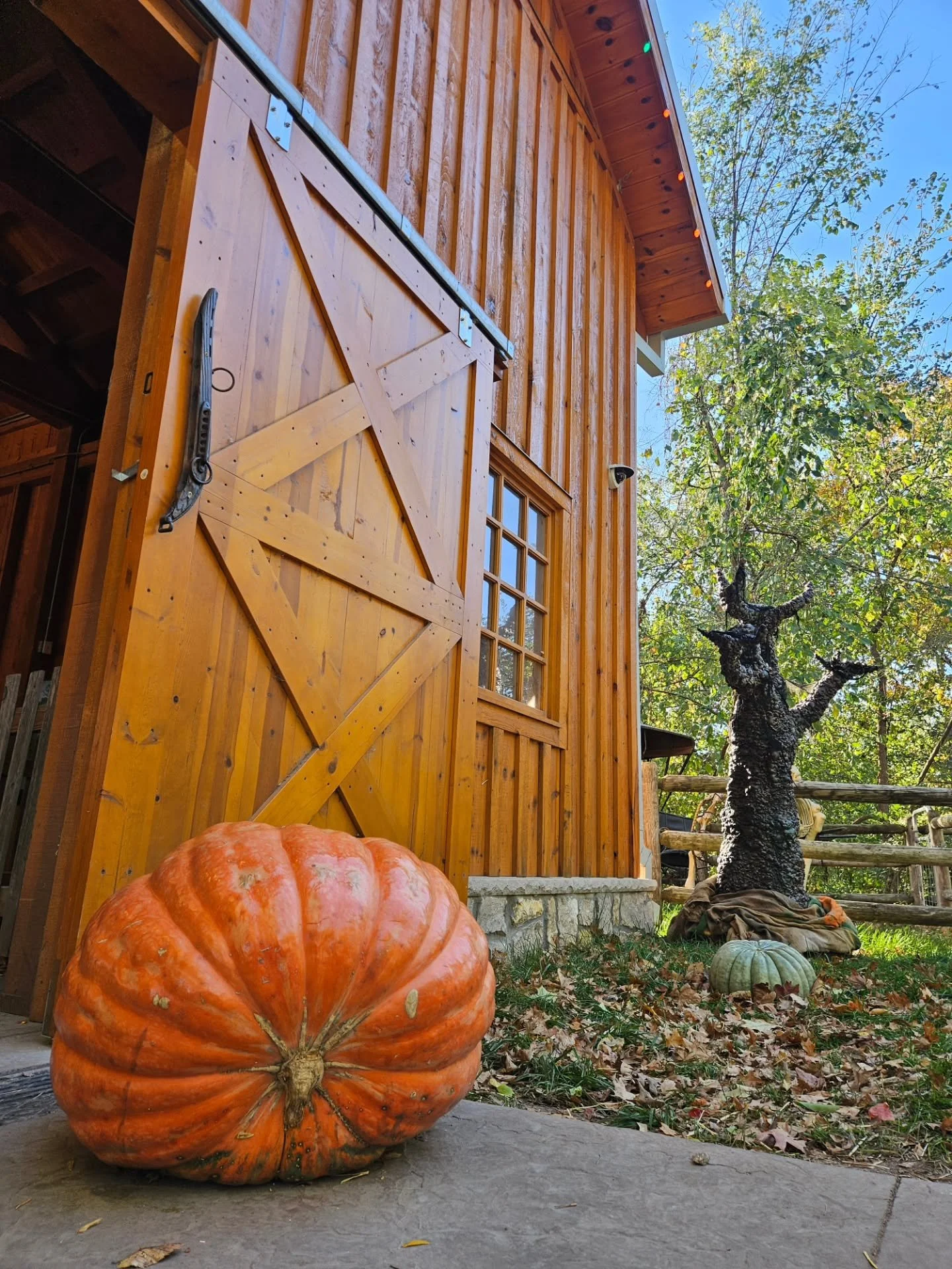 Find me at the pumpkin patch 🤎🎃
