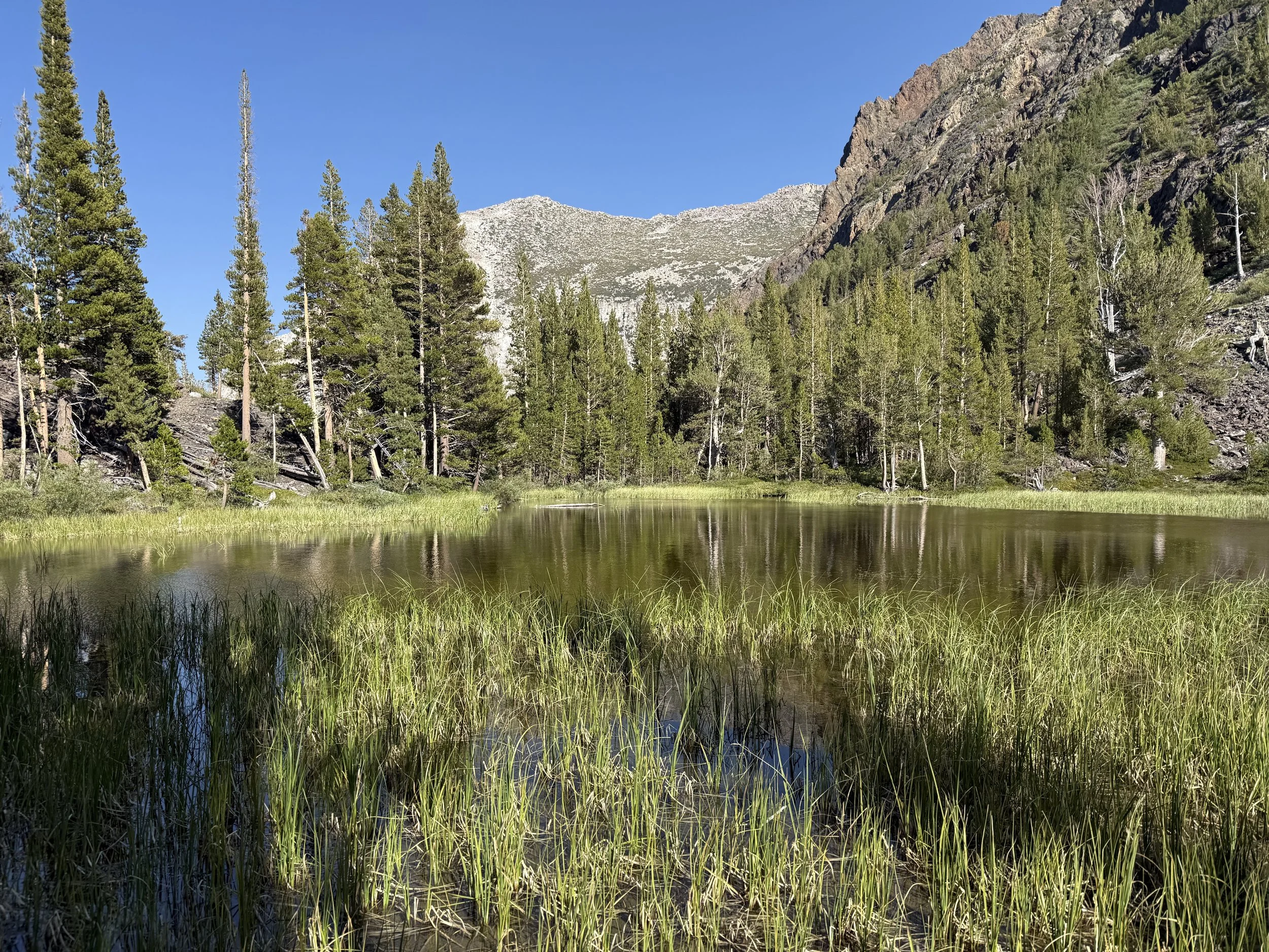 The Secret Pond