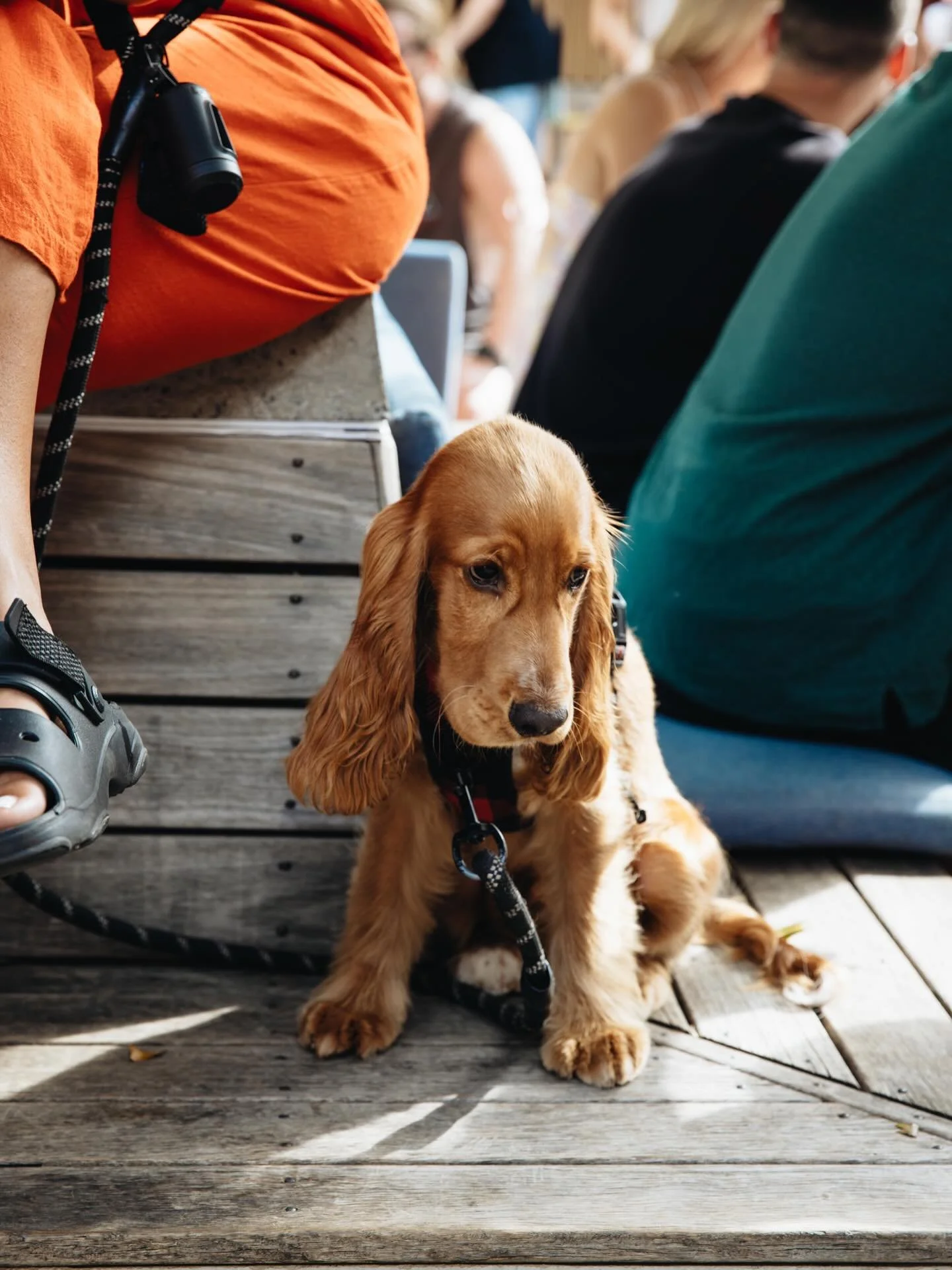 Sundays at The Beachy are fully loaded.

Dusty Sundays kicks off from 3PM with DJs, $15 margs, $12.50 Stone &amp; Wood Pacific Ale pints (3&ndash;7PM).

Upstairs, Veluna Sundays from 5PM with Afro/Deep House and $10 pizzas before 7PM.

Dog friendly! 