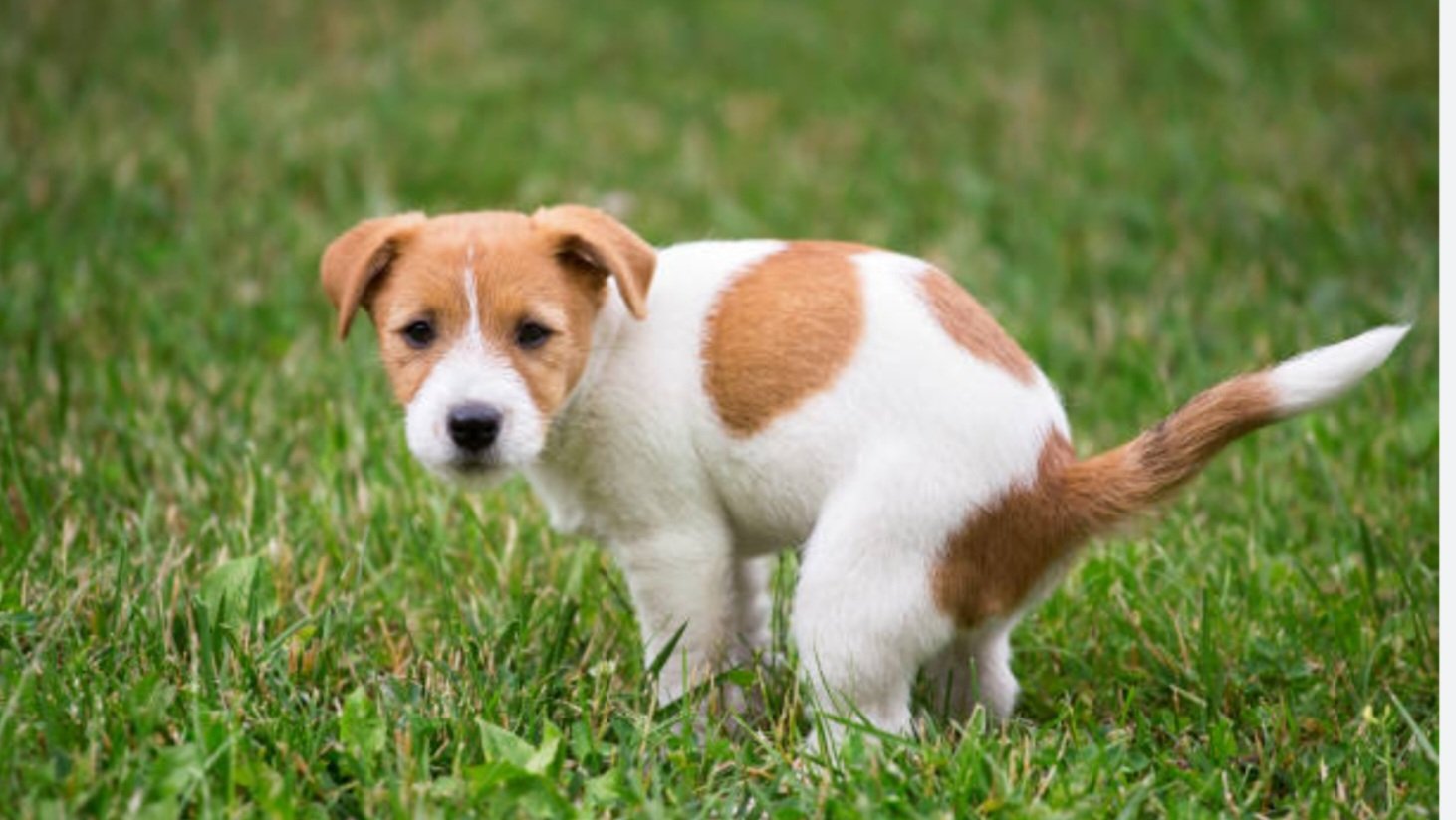 Weekly Dog waste disposed in customer's garbage can