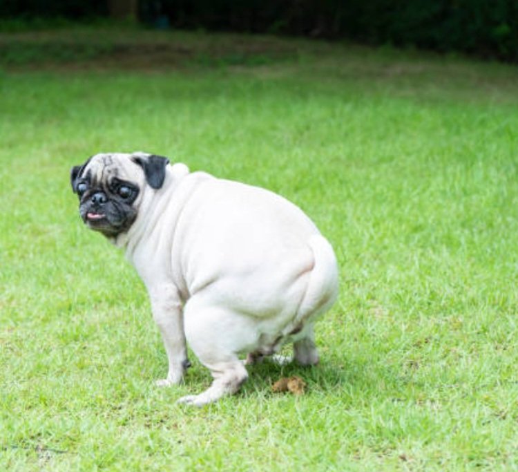 Weekly dog waste is haul away
