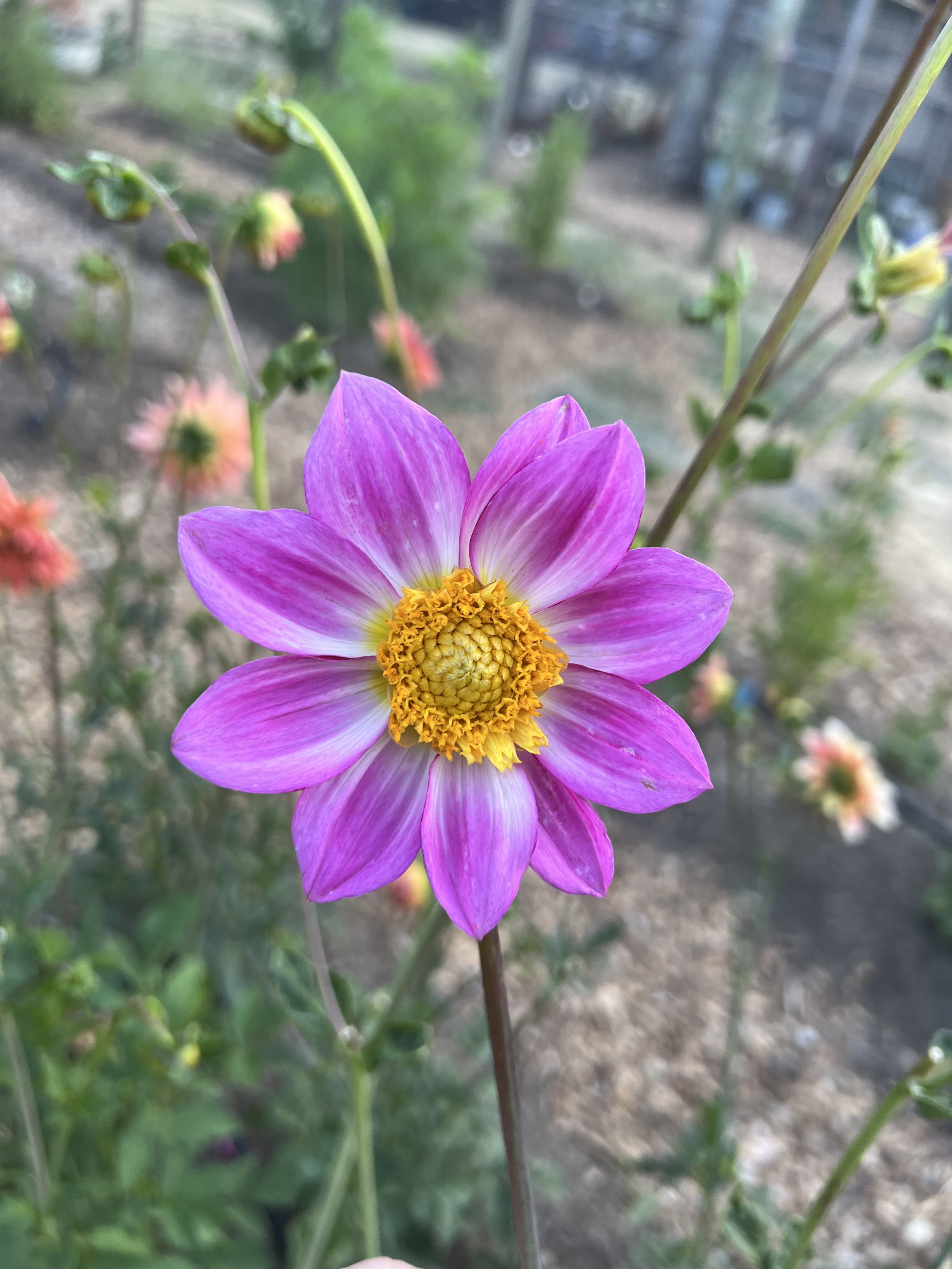 IMG_6718.jpeg
