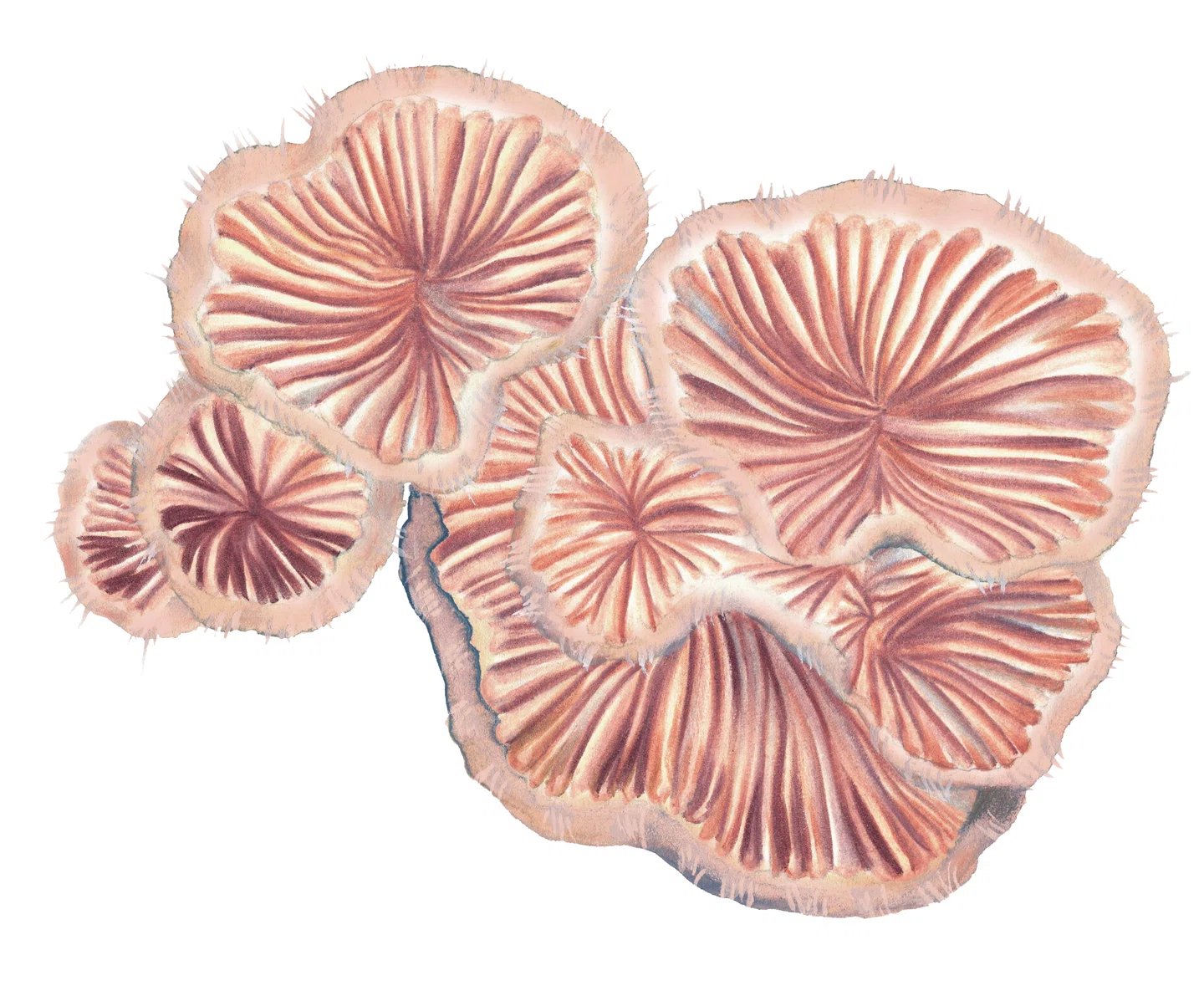 ÊTRE CHAMPIGNON AVEC YASMINE OSTENDORF-RODRÍGUEZ