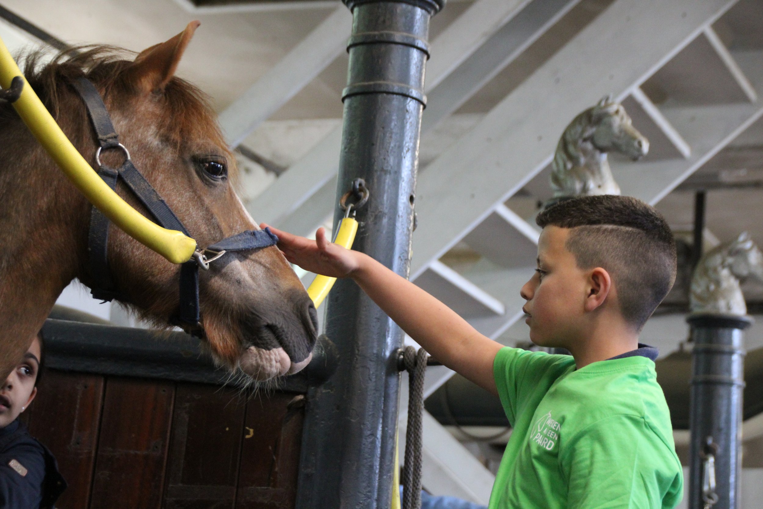 A boy in a green shirt touches a brown horse's nose inside a stable. The horse wears a yellow and black halter, and the boy appears to be gently petting or examining the horse. There are horse heads on the wall in the background.