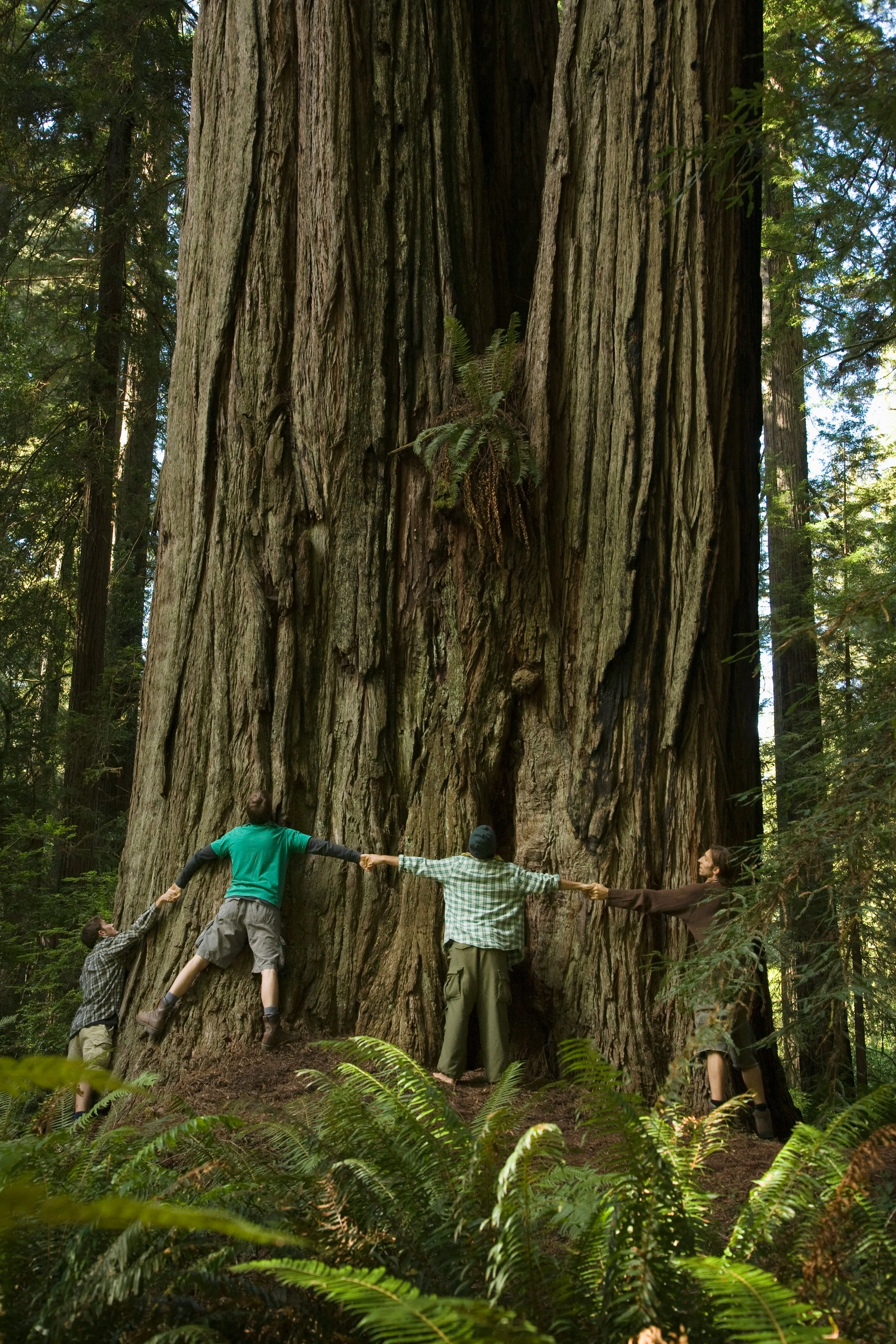 Four people are holding hands and forming a human chain around a massive redwood tree in a forest.