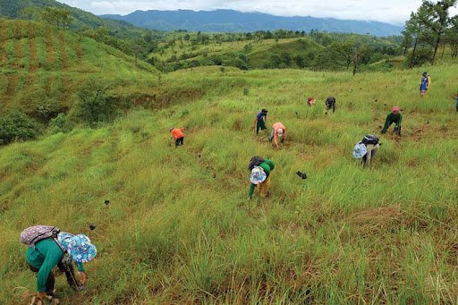Trees for all_tree planting