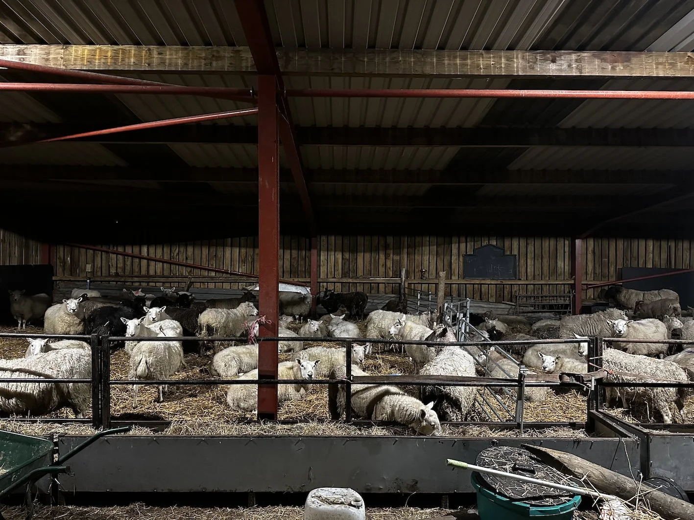 MARIA-ZEB-BENJAMIN-LAMBING-SHED1.jpg