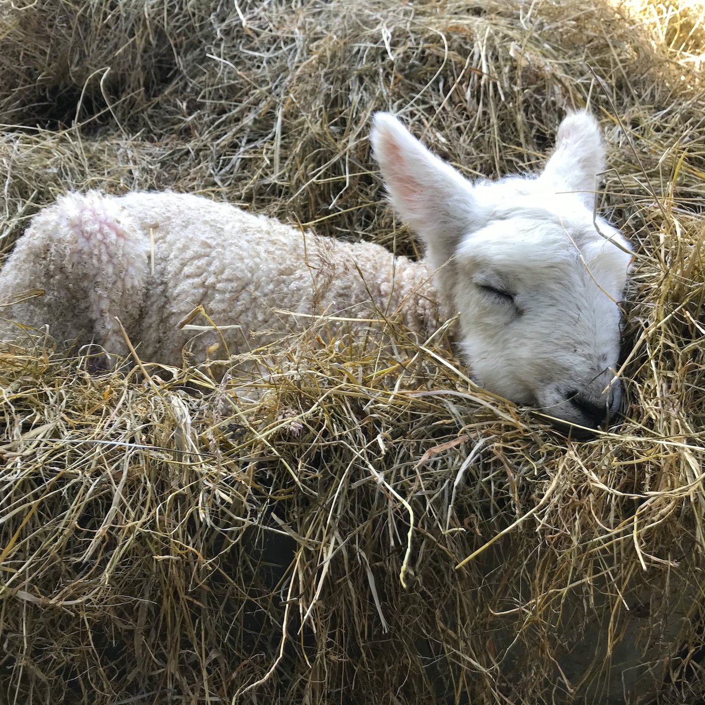 MARIA-ZEB-BENJAMIN-SLEEPING-LAMB.jpg