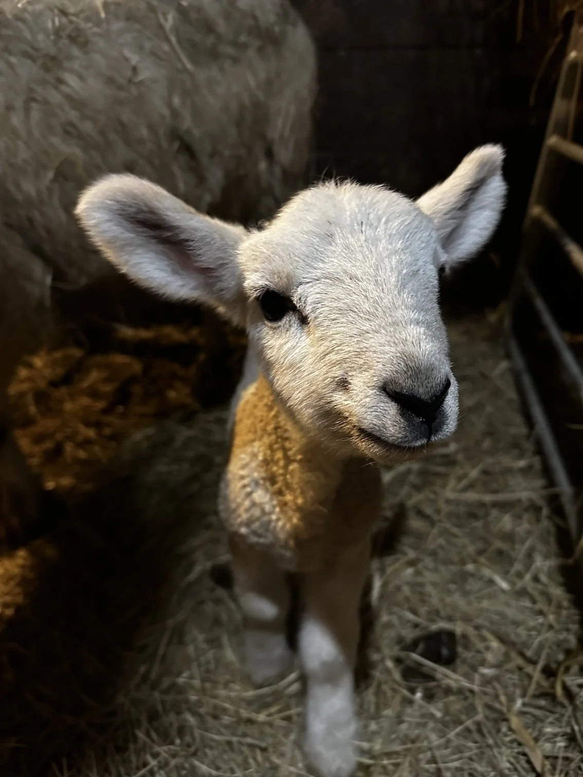 MARIA-ZEB-BENJAMIN-LAMB-BARN.jpg