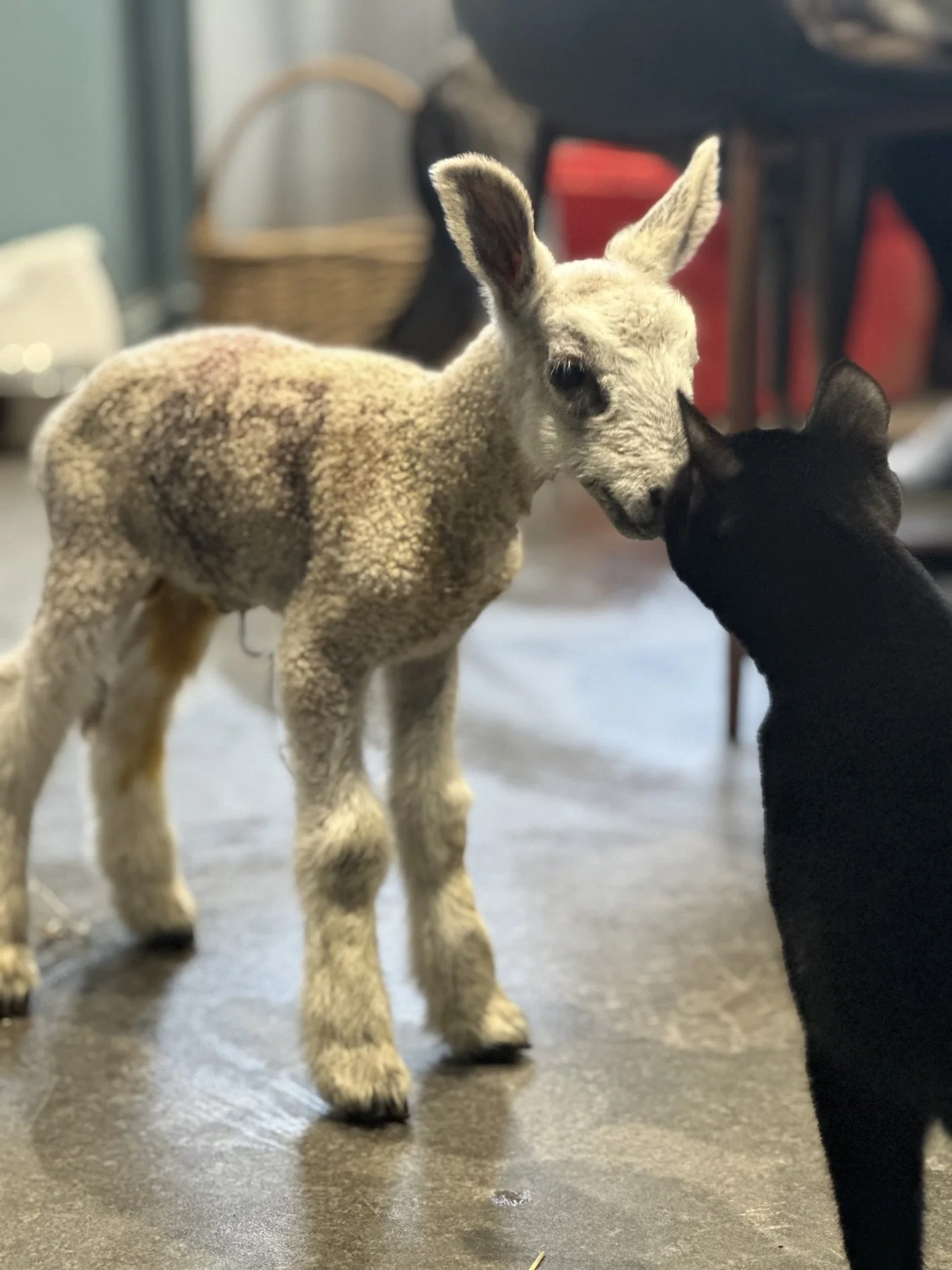 MARIA-ZEB-BENJAMIN-LAMB-KITTEN.jpg