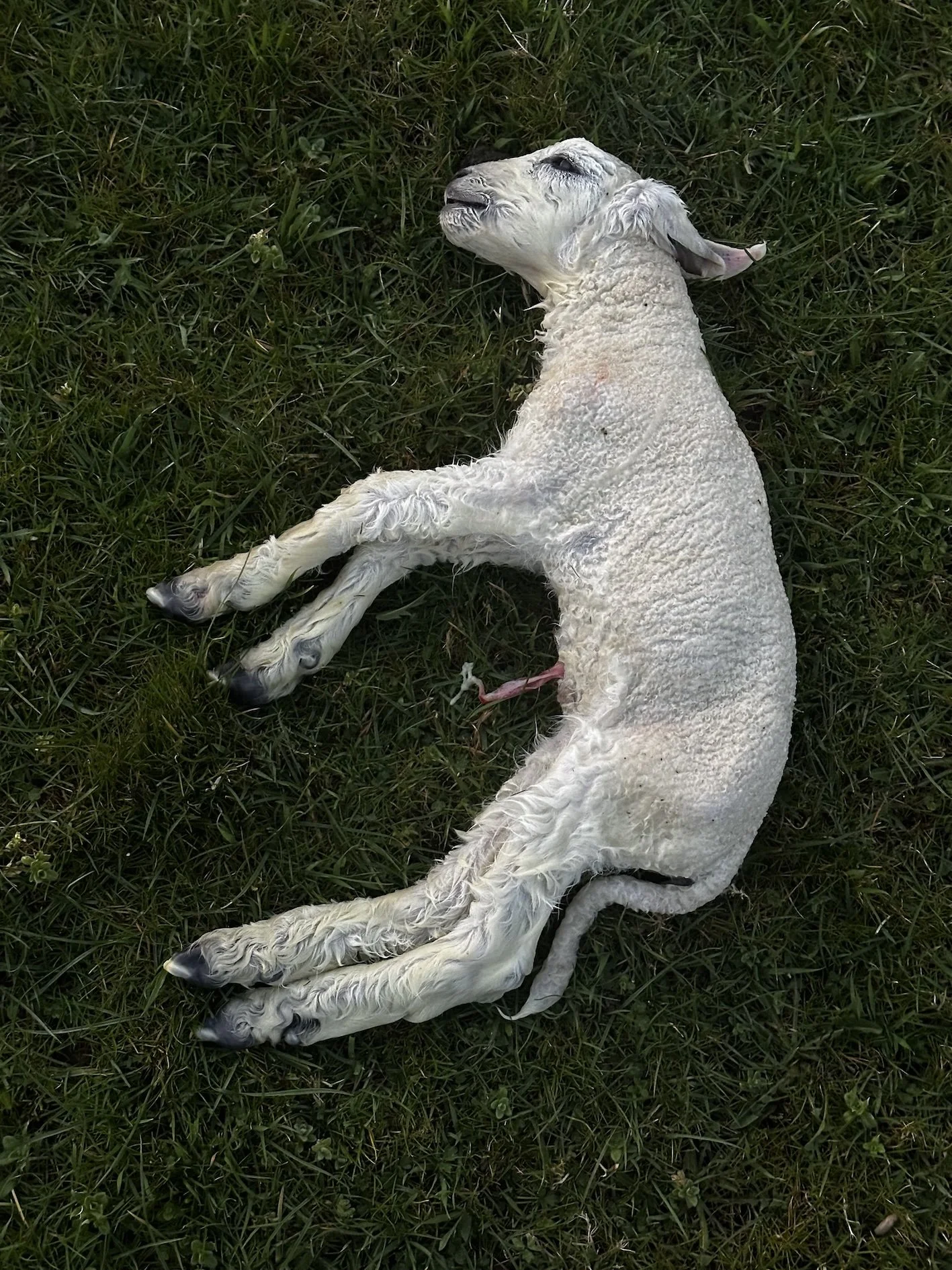 MARIA-ZEB-BENJAMIN-DEAD-LAMB.jpg