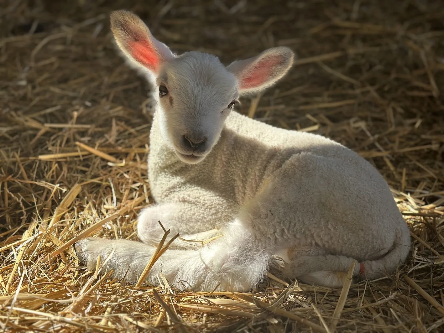 MARIA-ZEB-BENJAMIN-LAMB.jpg