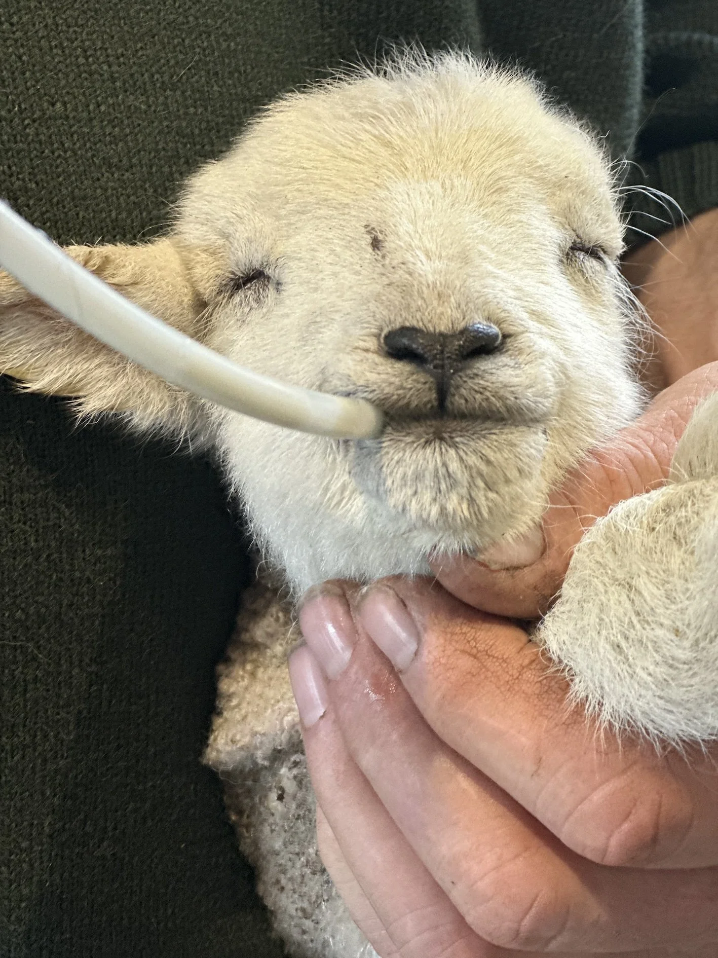 MARIA-ZEB-BENJAMIN-TUBING-LAMB.jpg