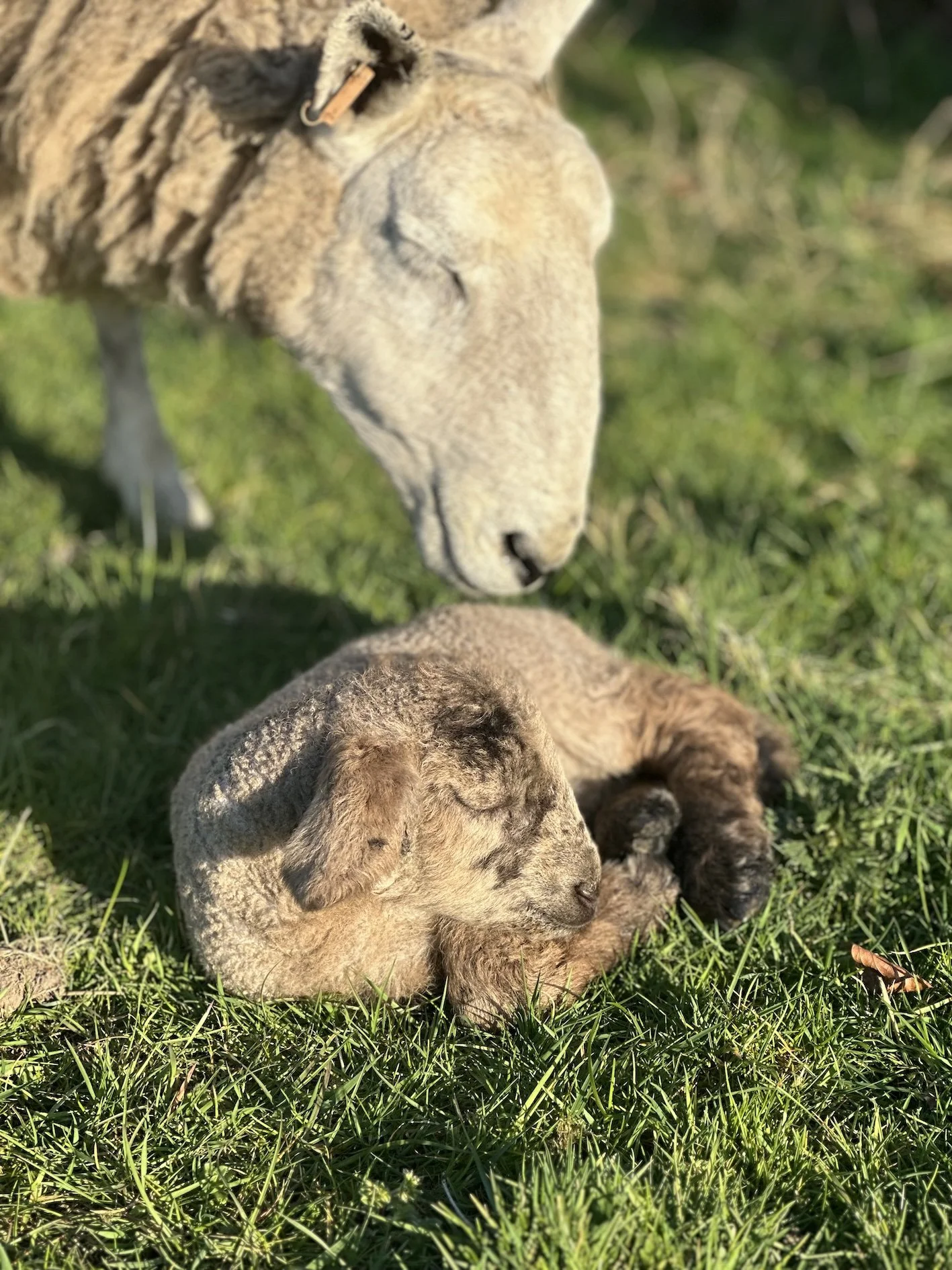 MARIA-ZEB-BENJAMIN-LAMB-EWE.jpg