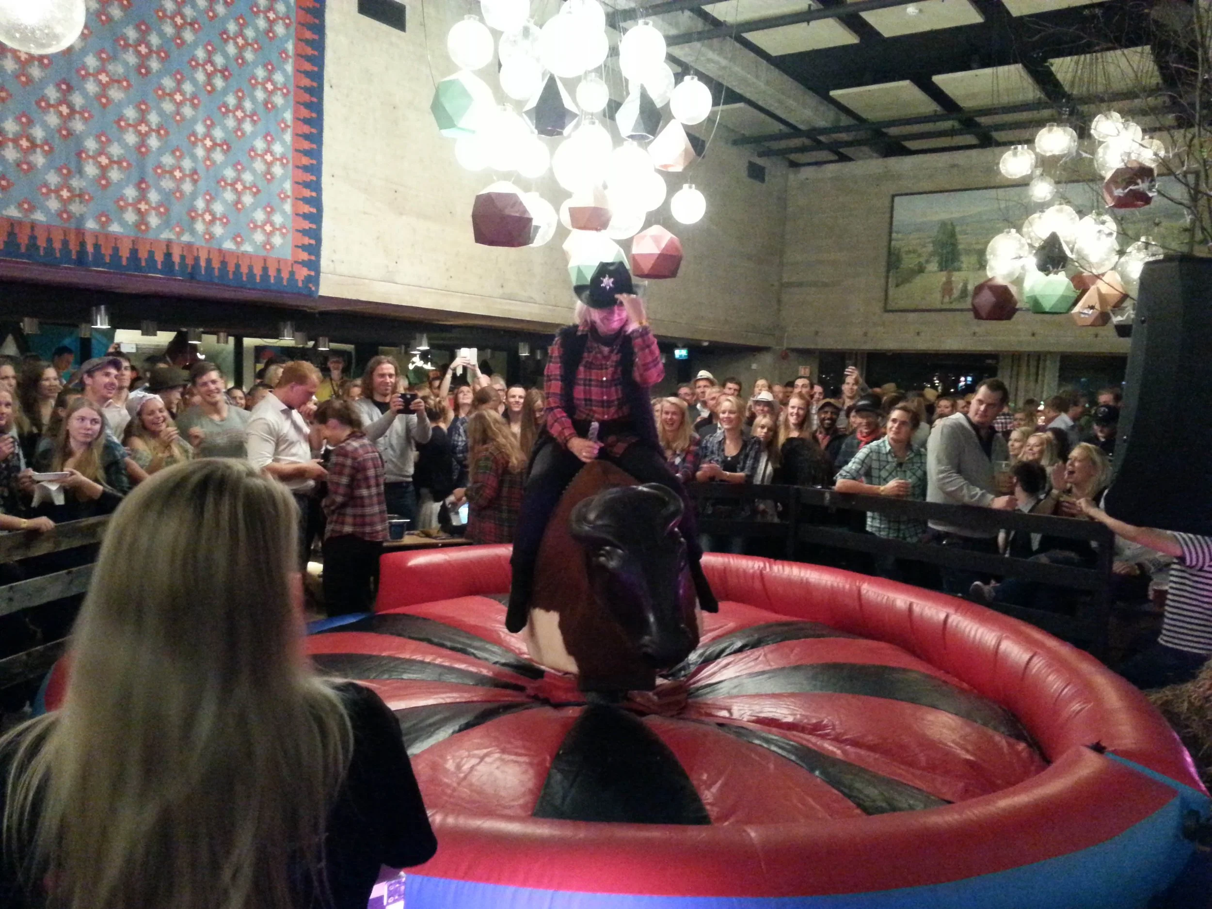 Rode okse for alle type arrangementer