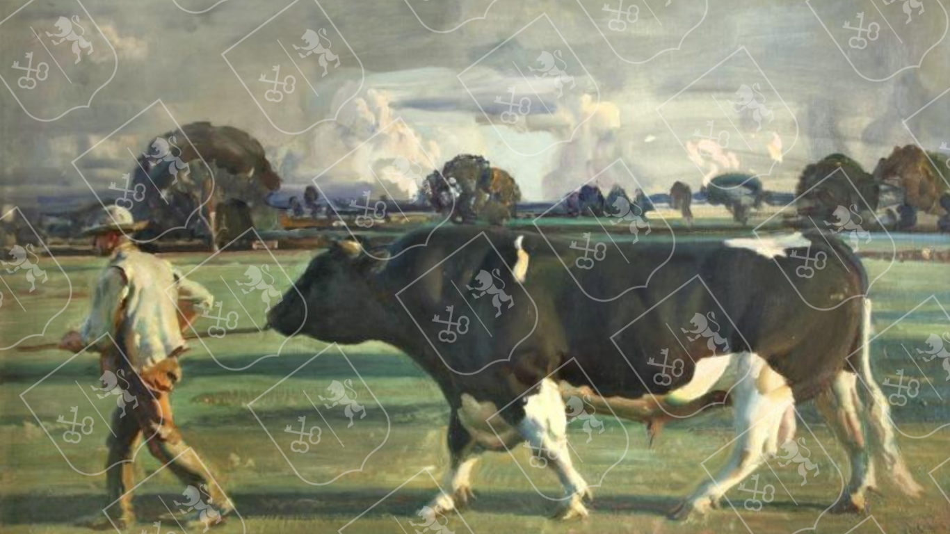 The Friesian Bull