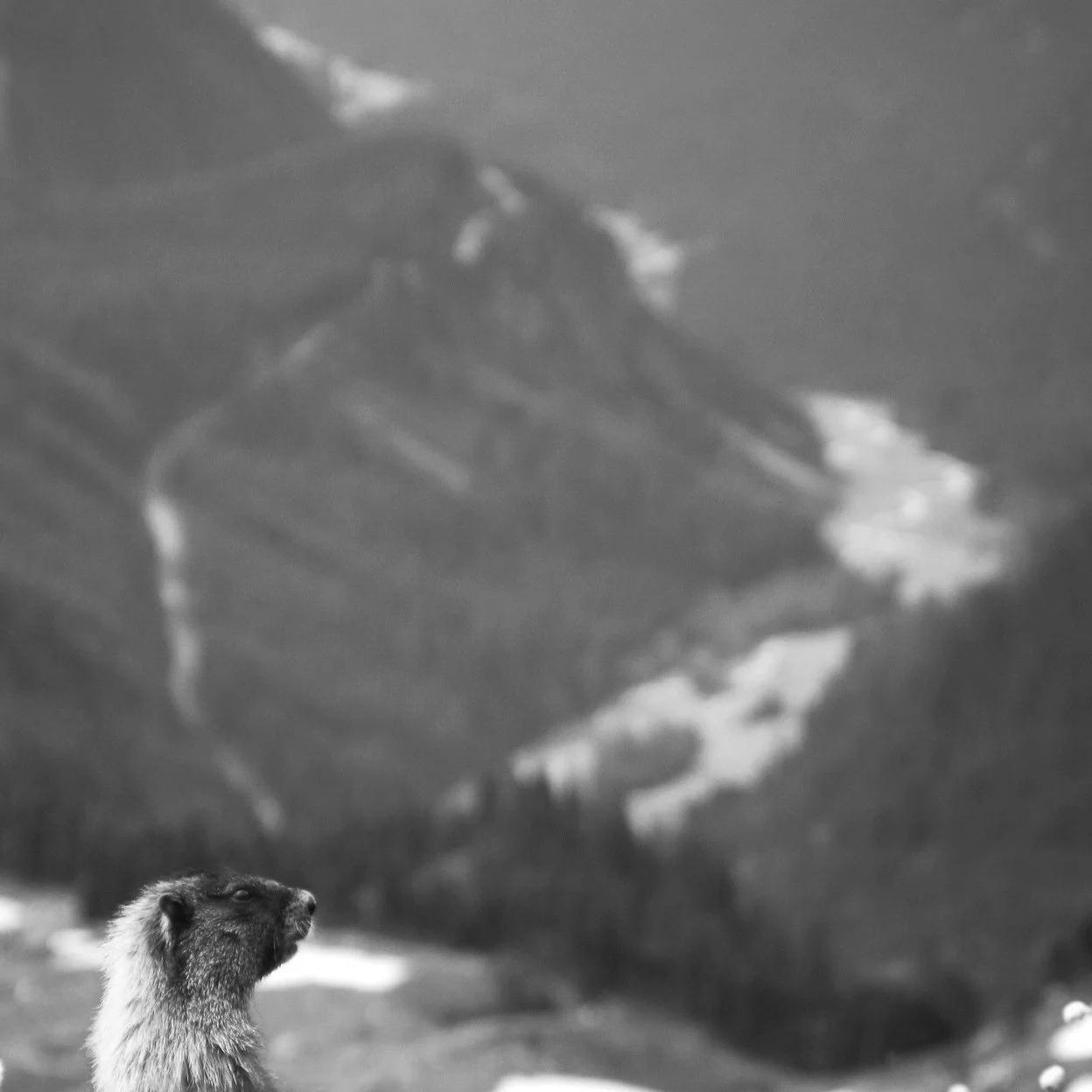 A black and white image of a mountain in the background and a small animal in the foreground with a fluffy coat.