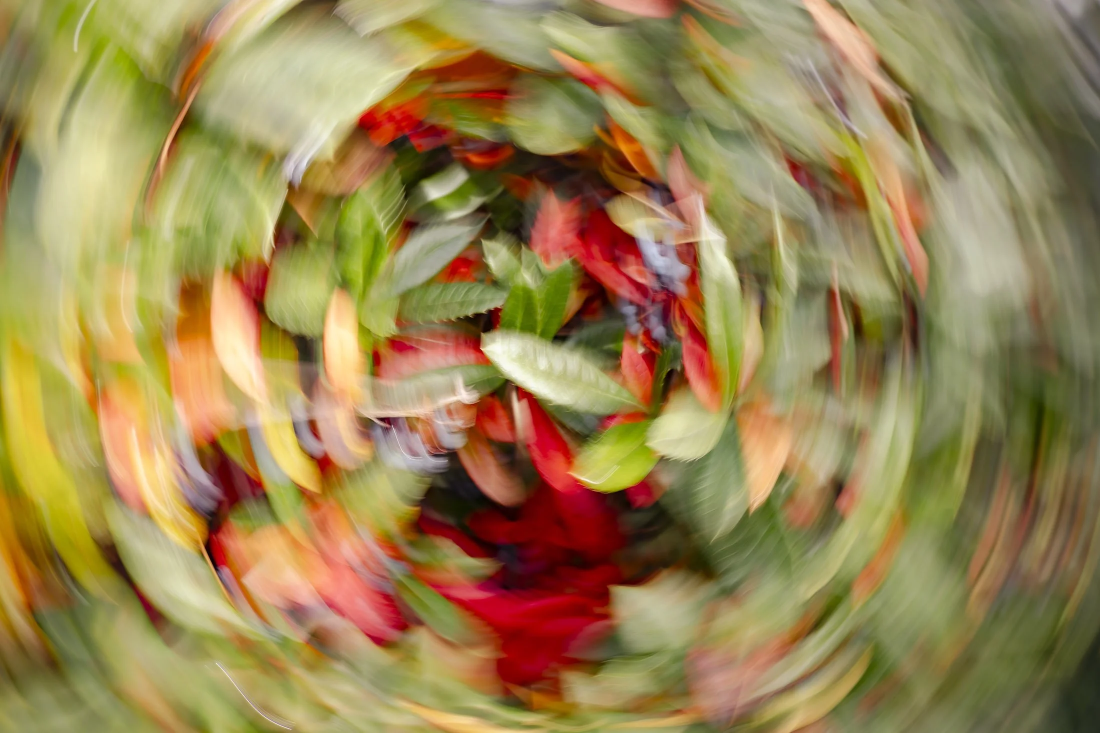 ICM-1060783.jpg