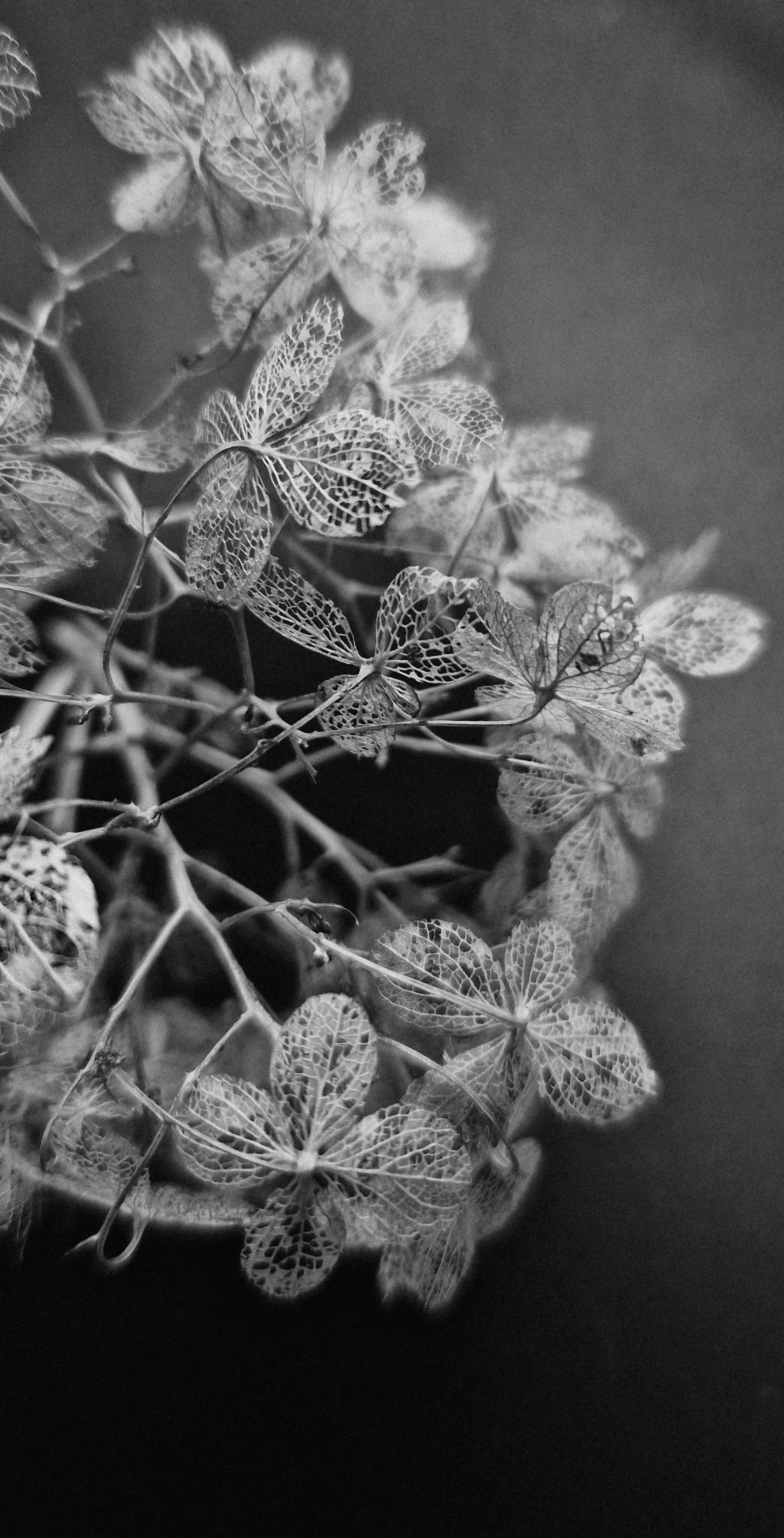 dried hydrangea flowers