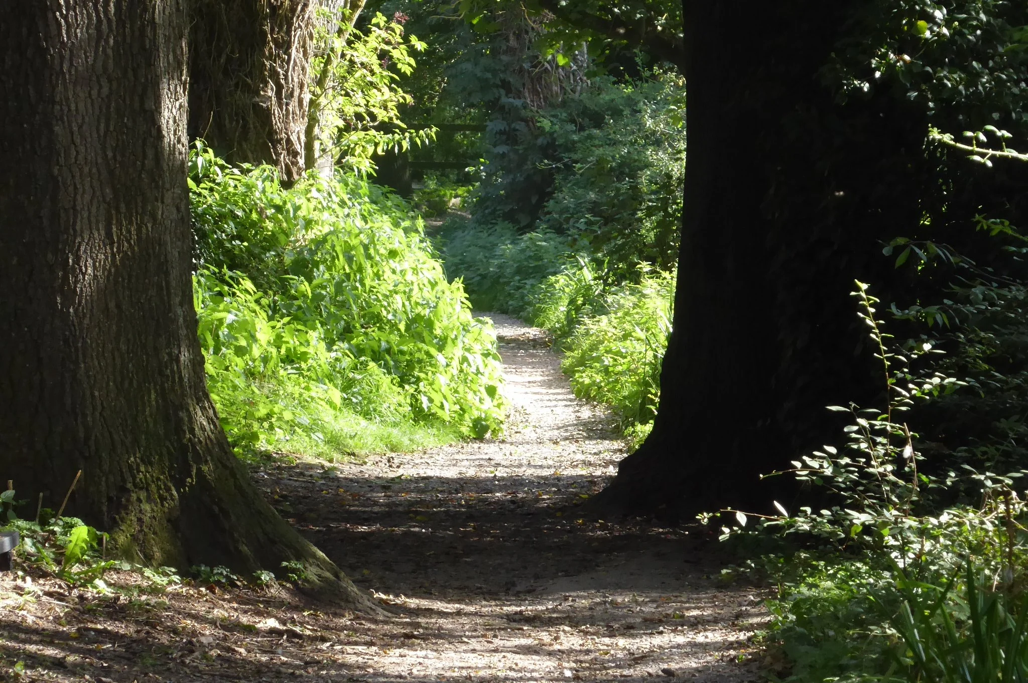 a woodland pathway through large pine trees photograph by Sam Osbiston