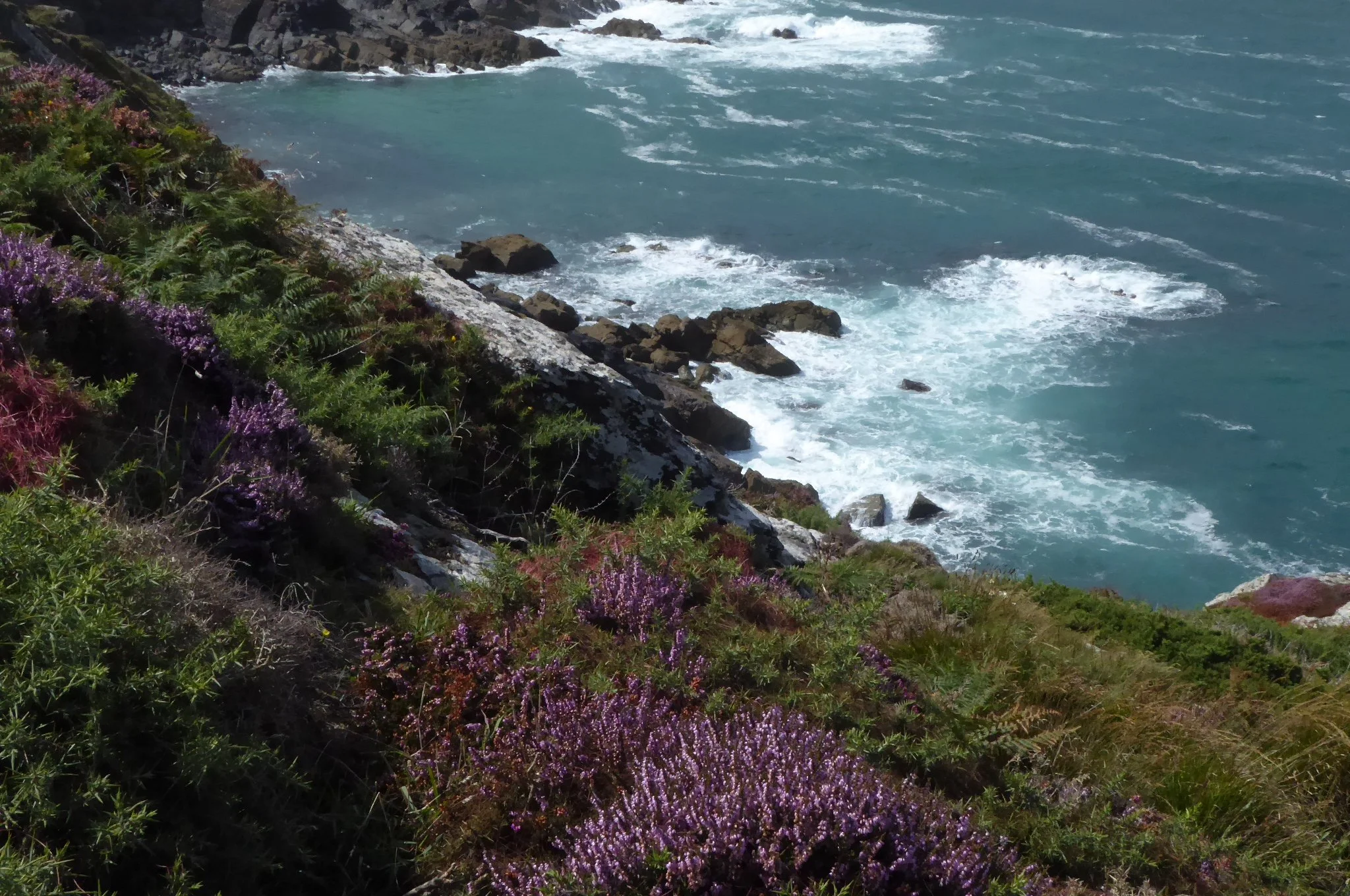 A coastal cliff scattered purple heather rocks crashing with wave, Photo by Sam Osbiston