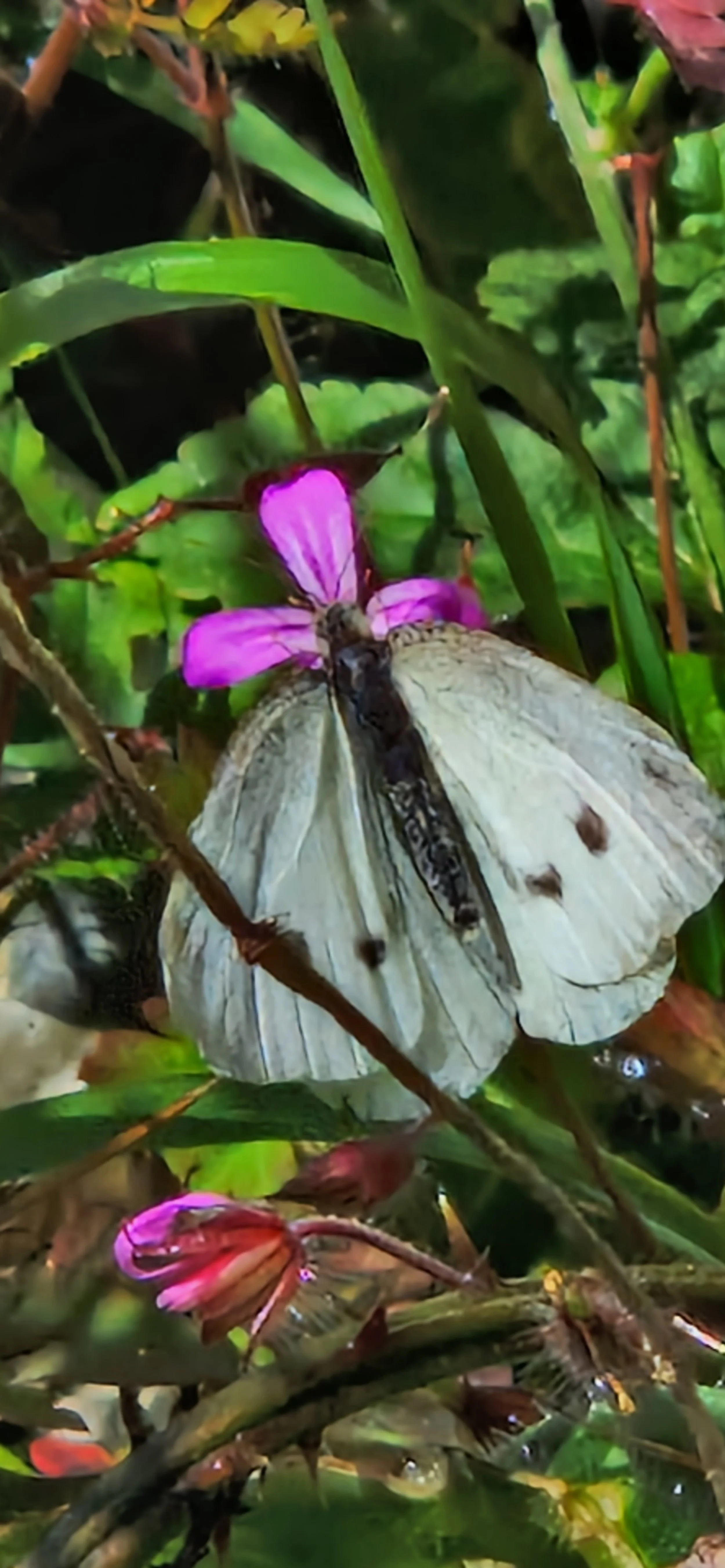 Butterfly on a pink flower in the grass, photo by Sam Osbiston