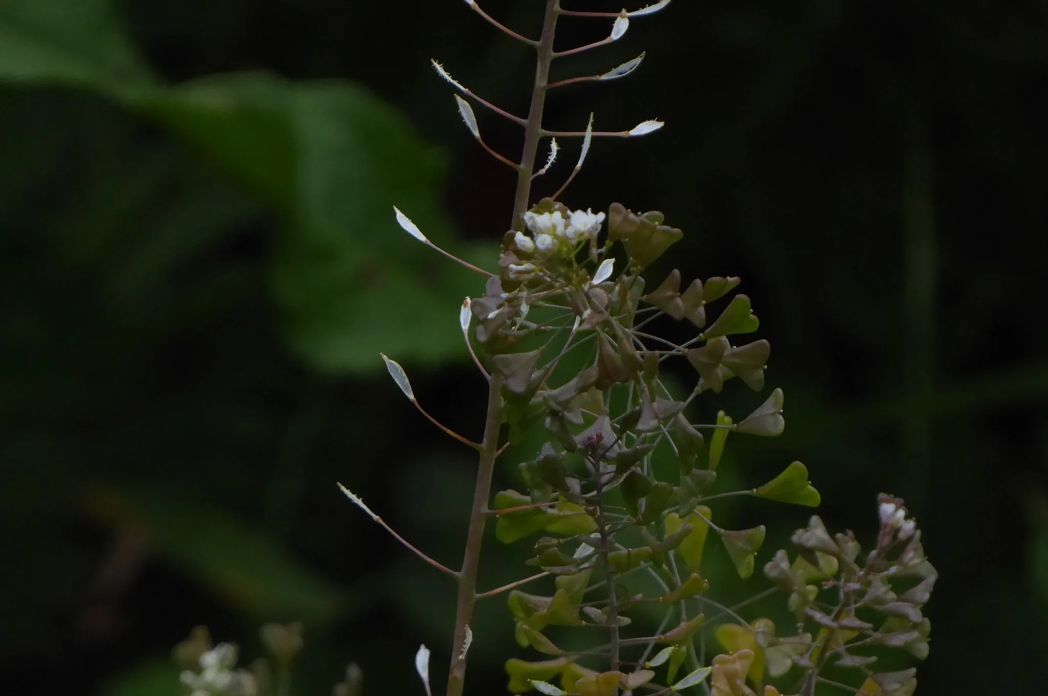 Photo of seeds leaning on each other by Sam Osbiston