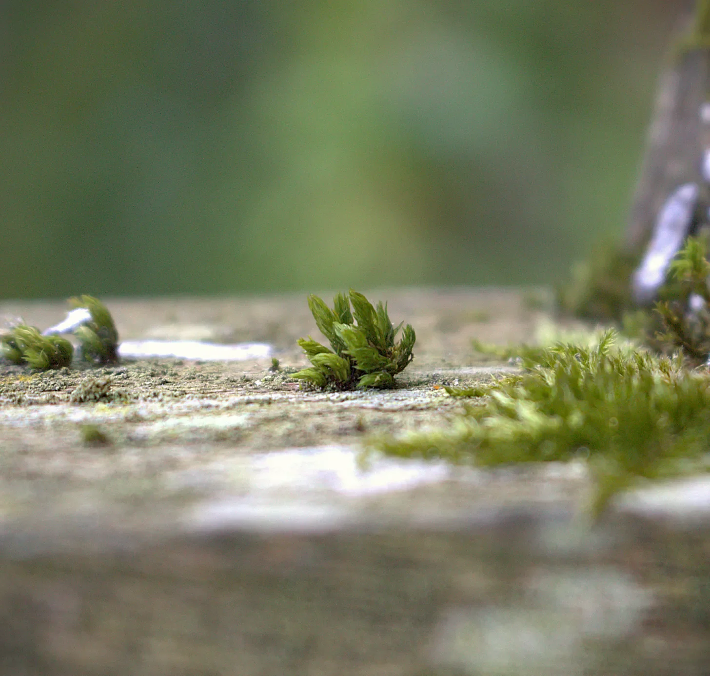 Noticing Tiny Moments | Spring