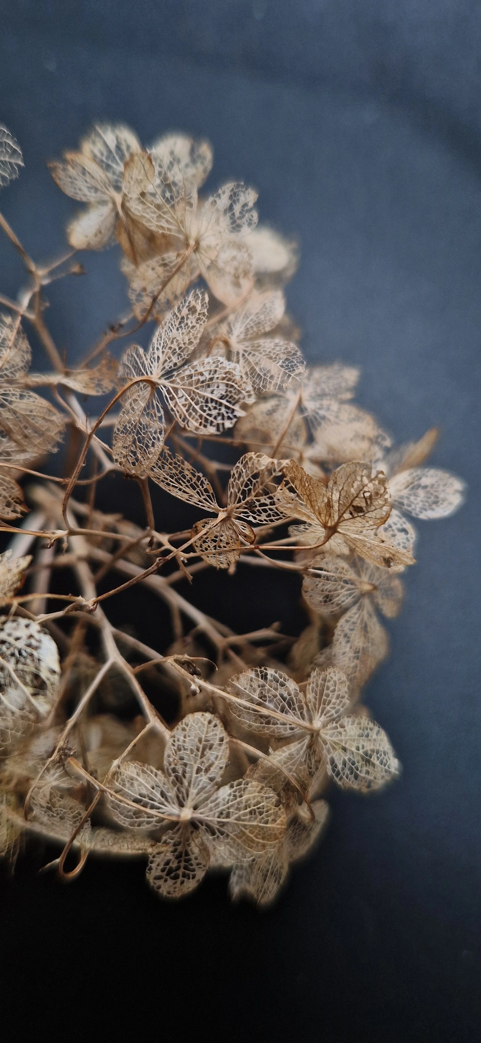 dried hydrangea flowers