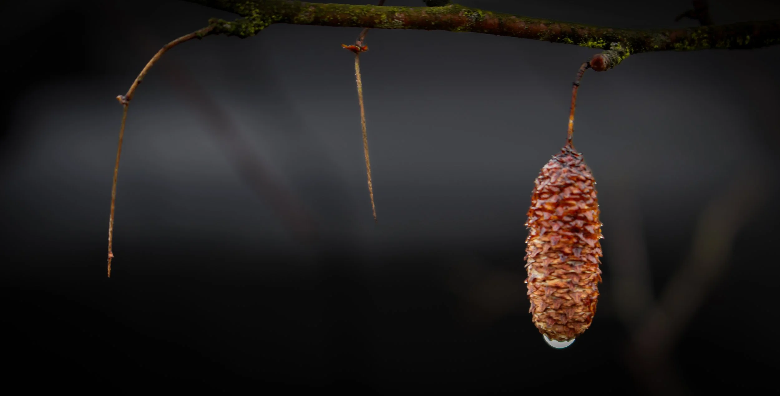 Rain on Seed by Sam Osbiston