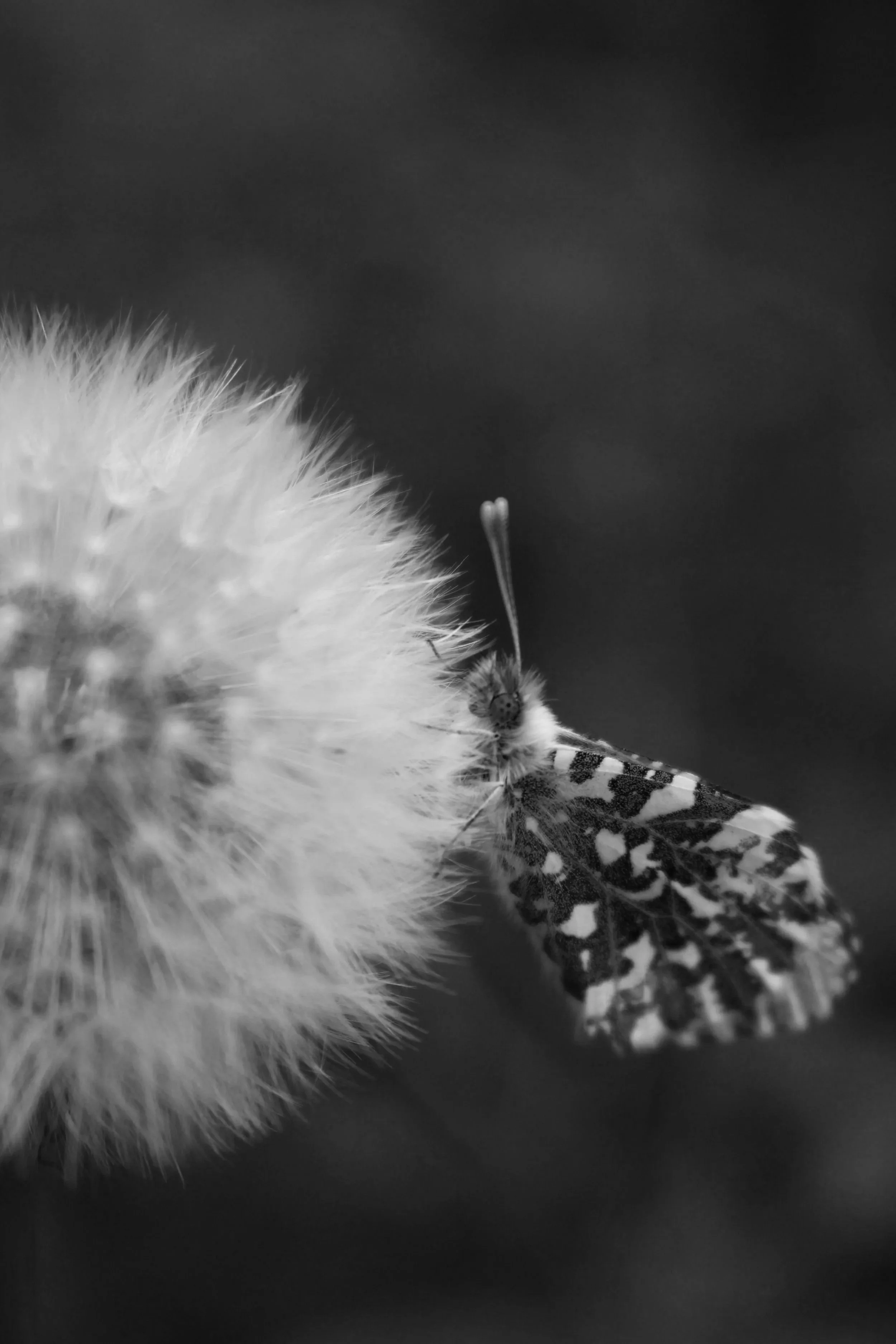 Seed & Story Subscription