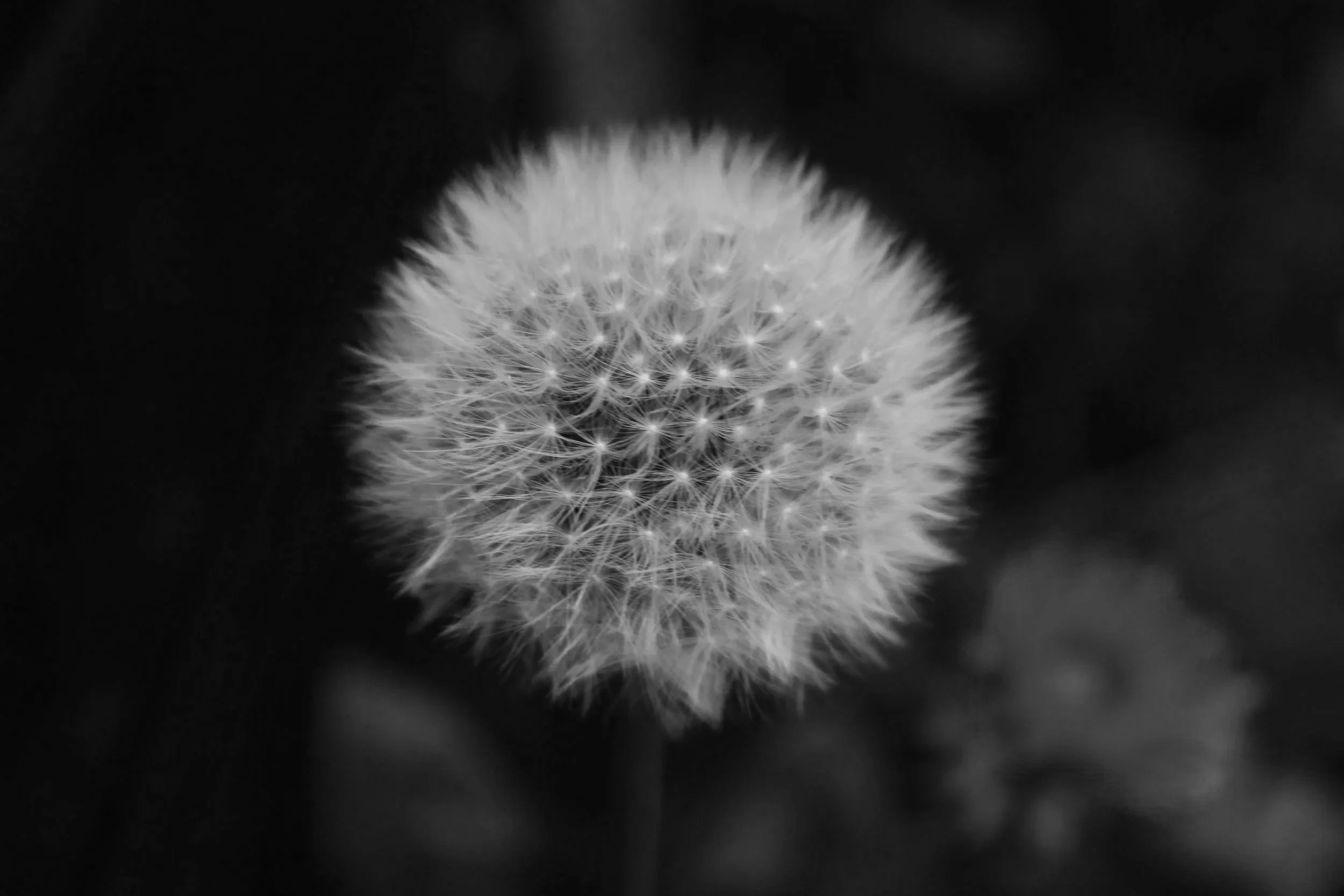 Seed & Story Taster