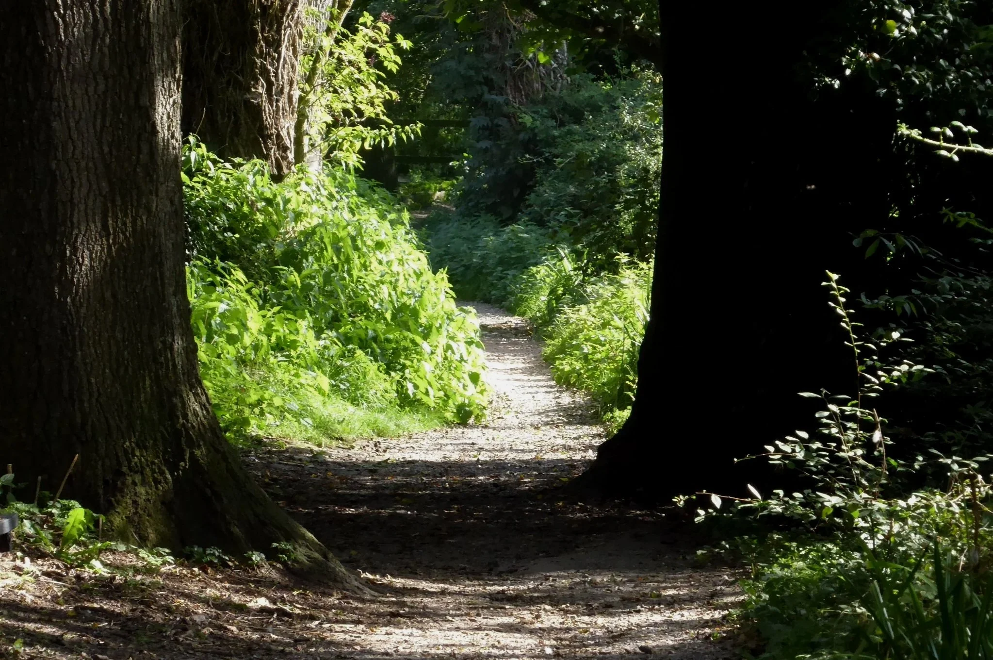 Paths we walk each day