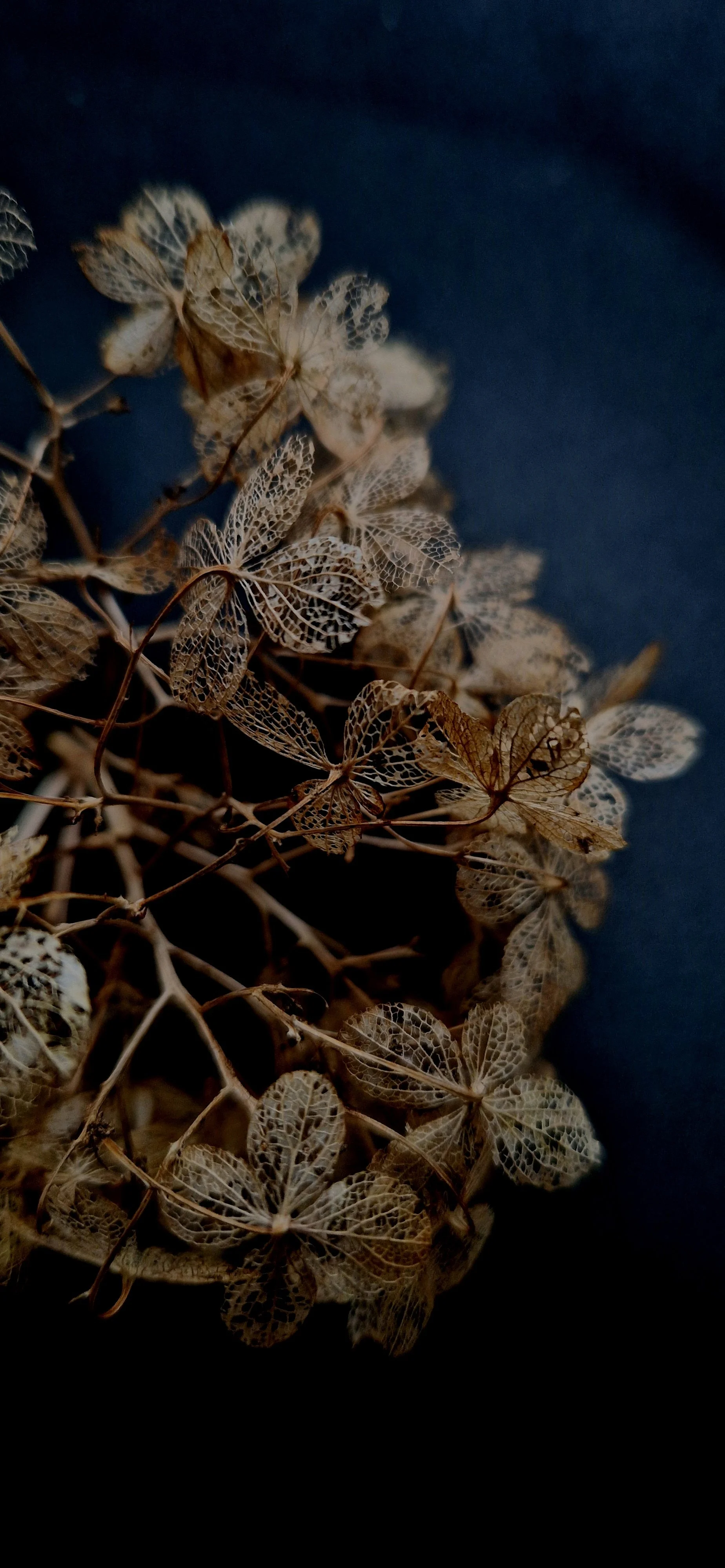 dried hydrangea flowers