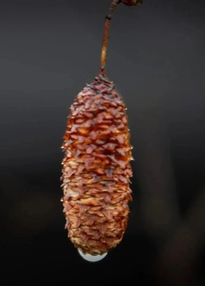 Rain on Seed by Sam Osbiston