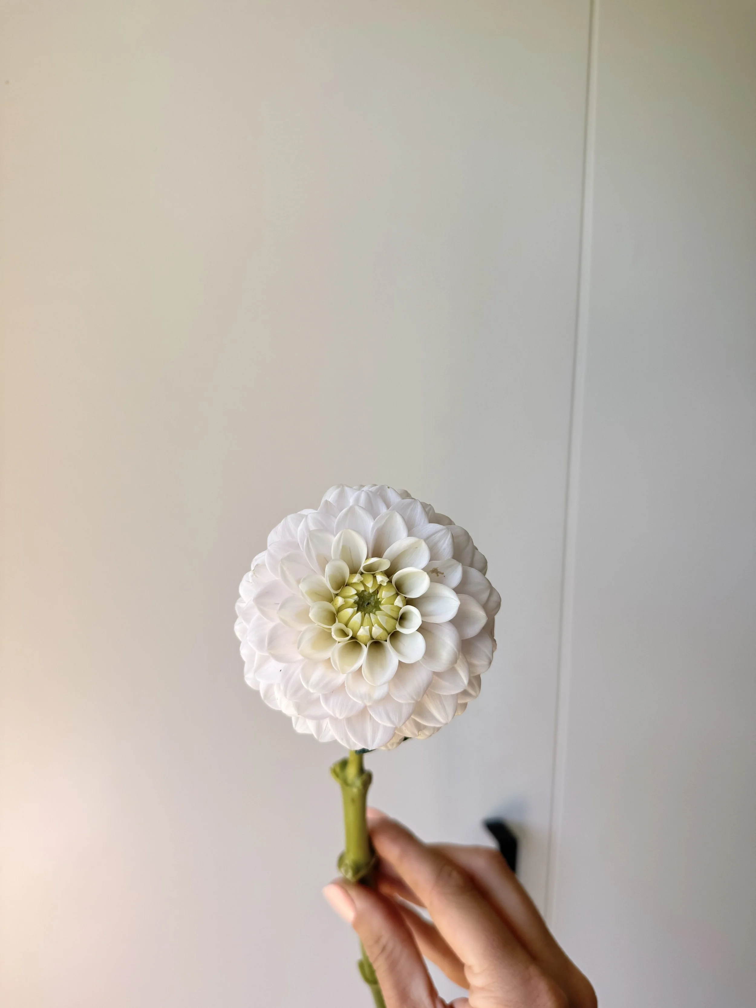 IMG_8666.jpeg