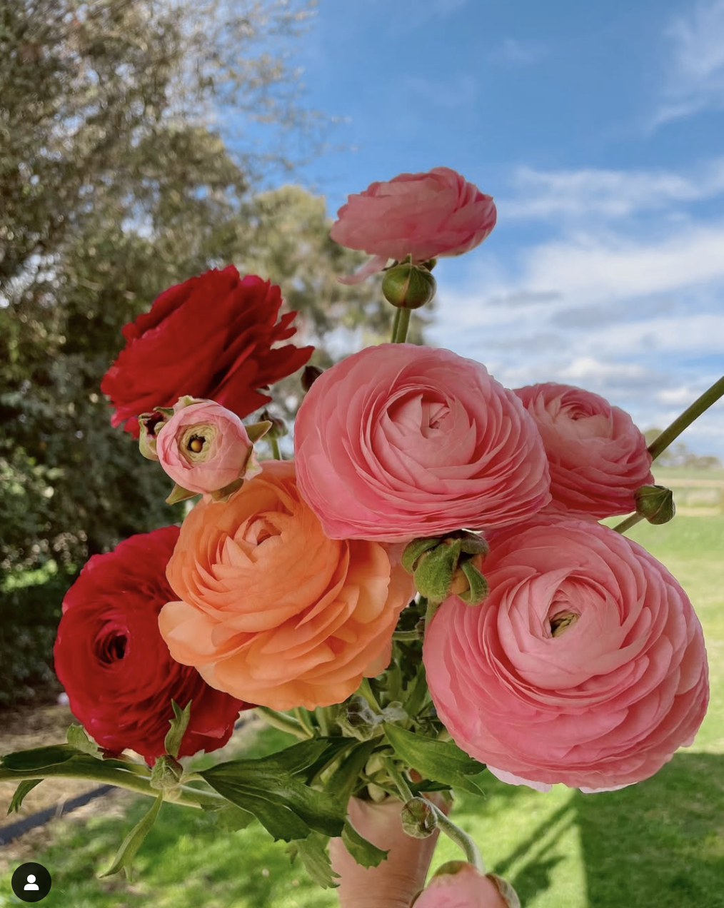 Flower 5