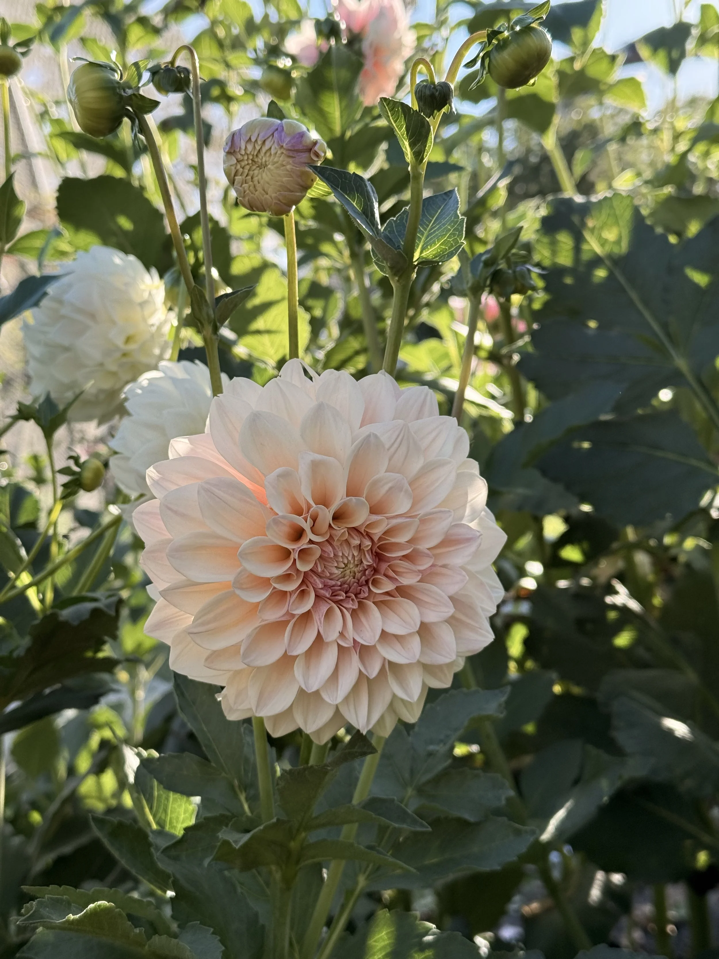 Florelie Antique