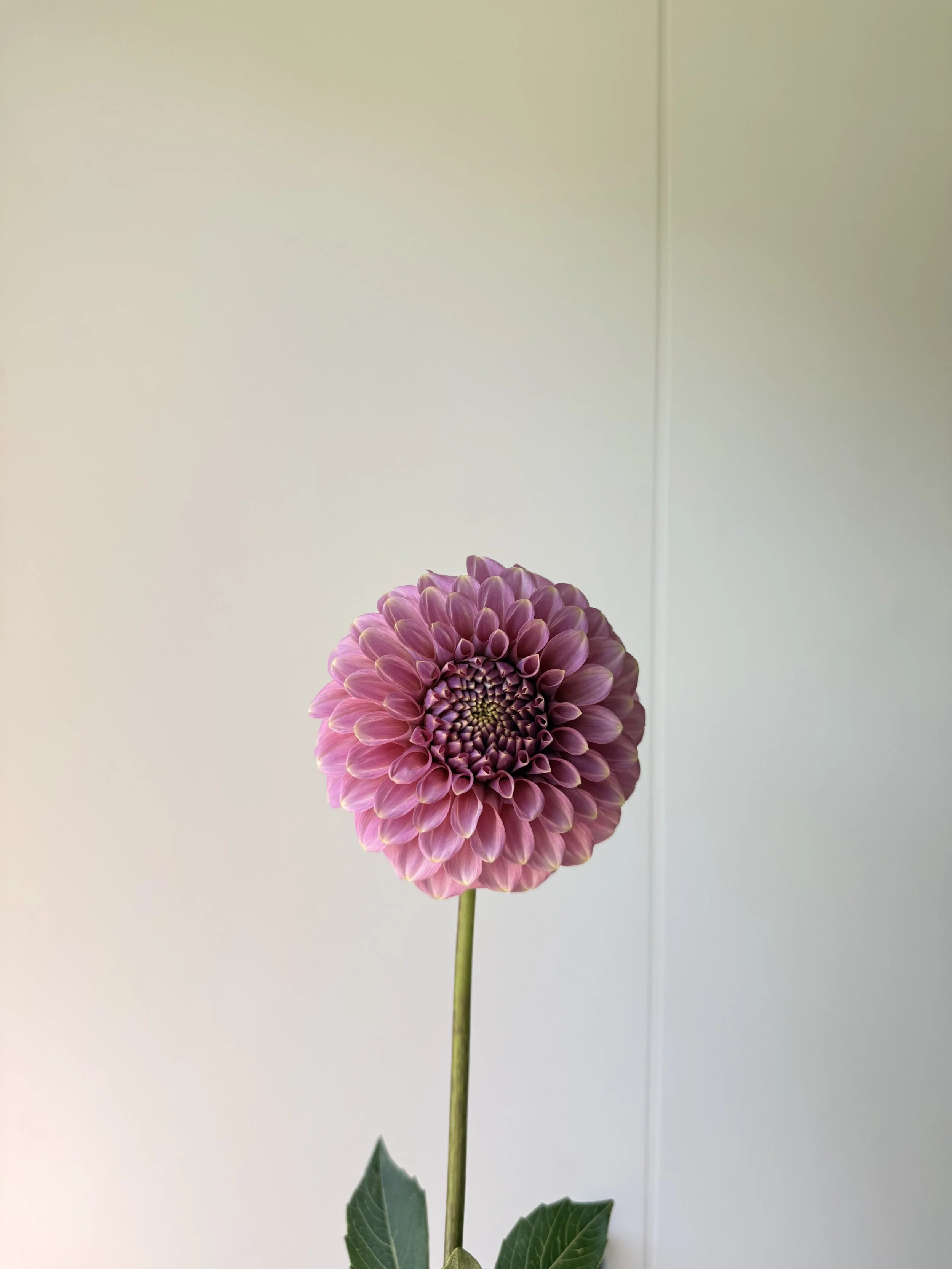Florelie Oracle
