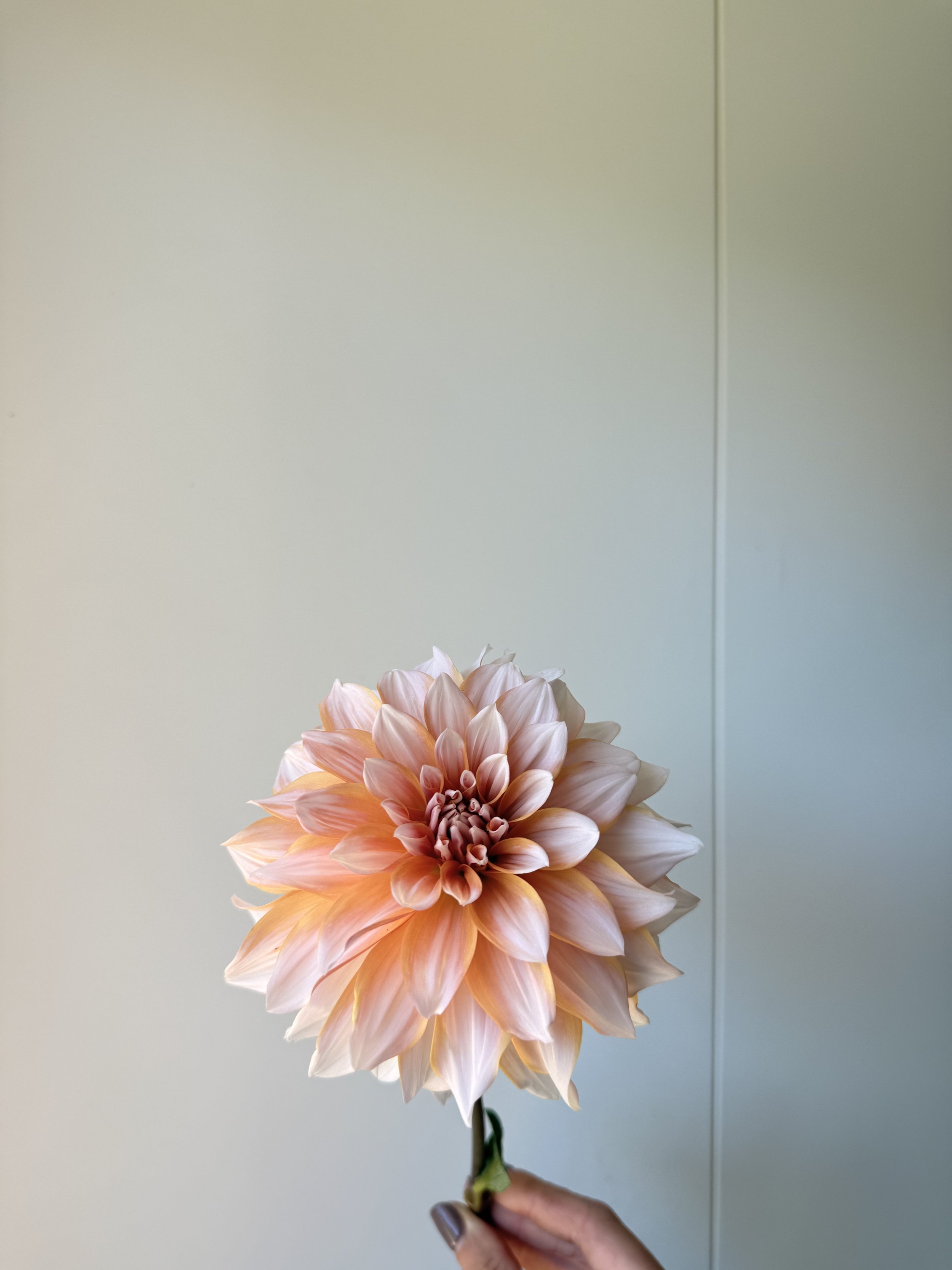 Peaches & Cream (AUS)