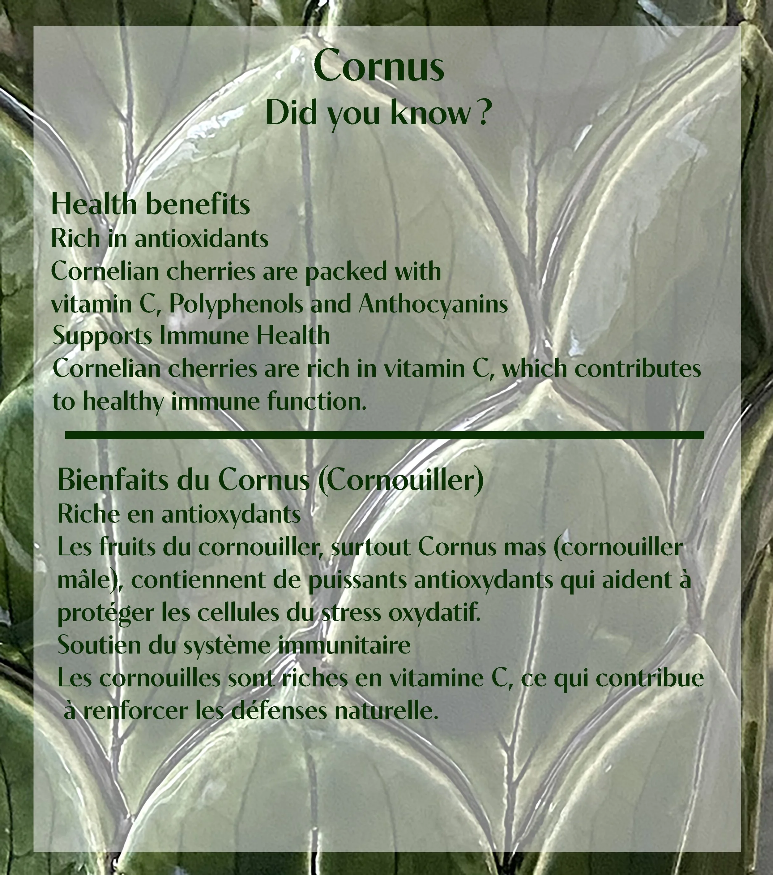 vase cornus did you knowjpg.jpg