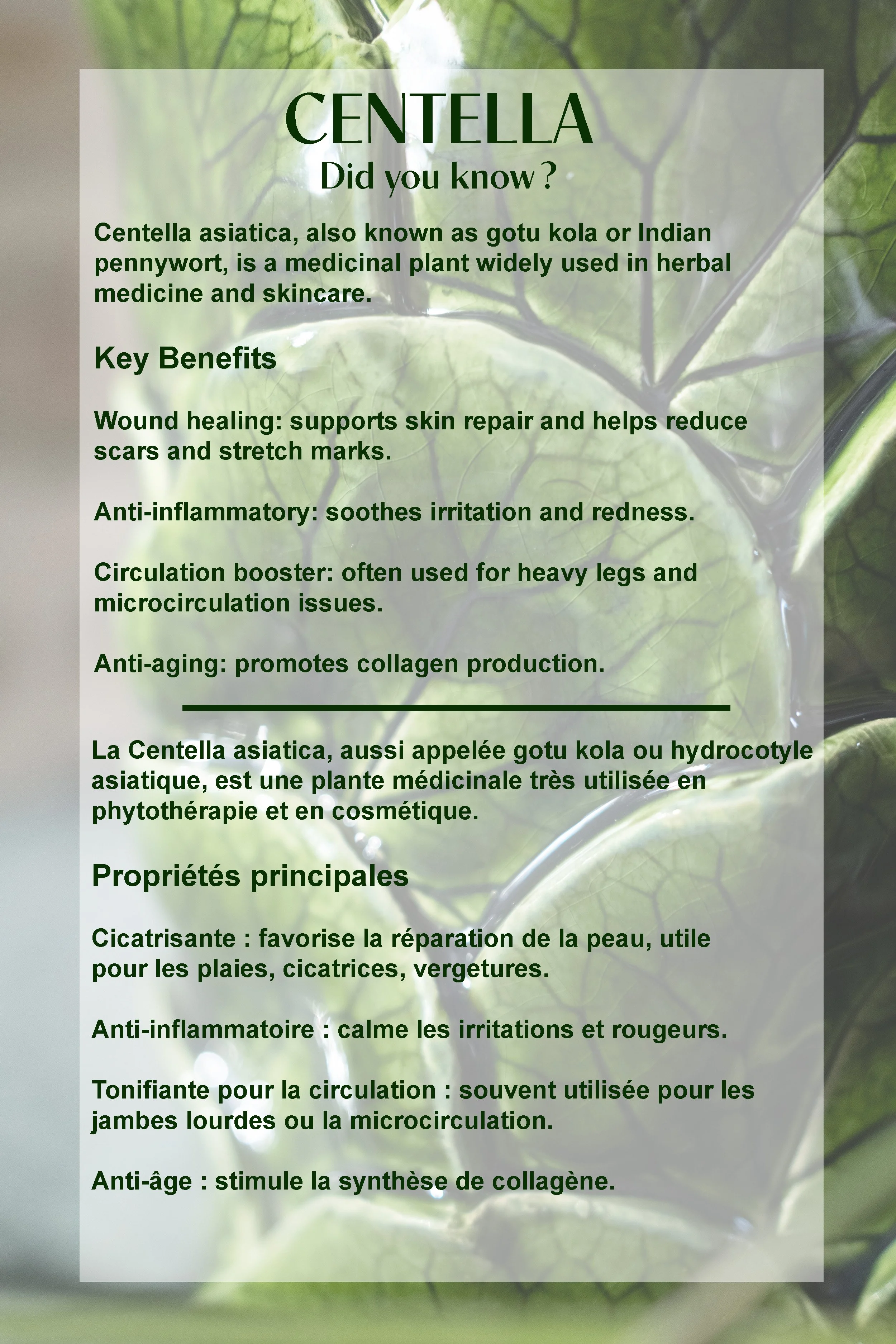 Centella  did you know jpg.jpg