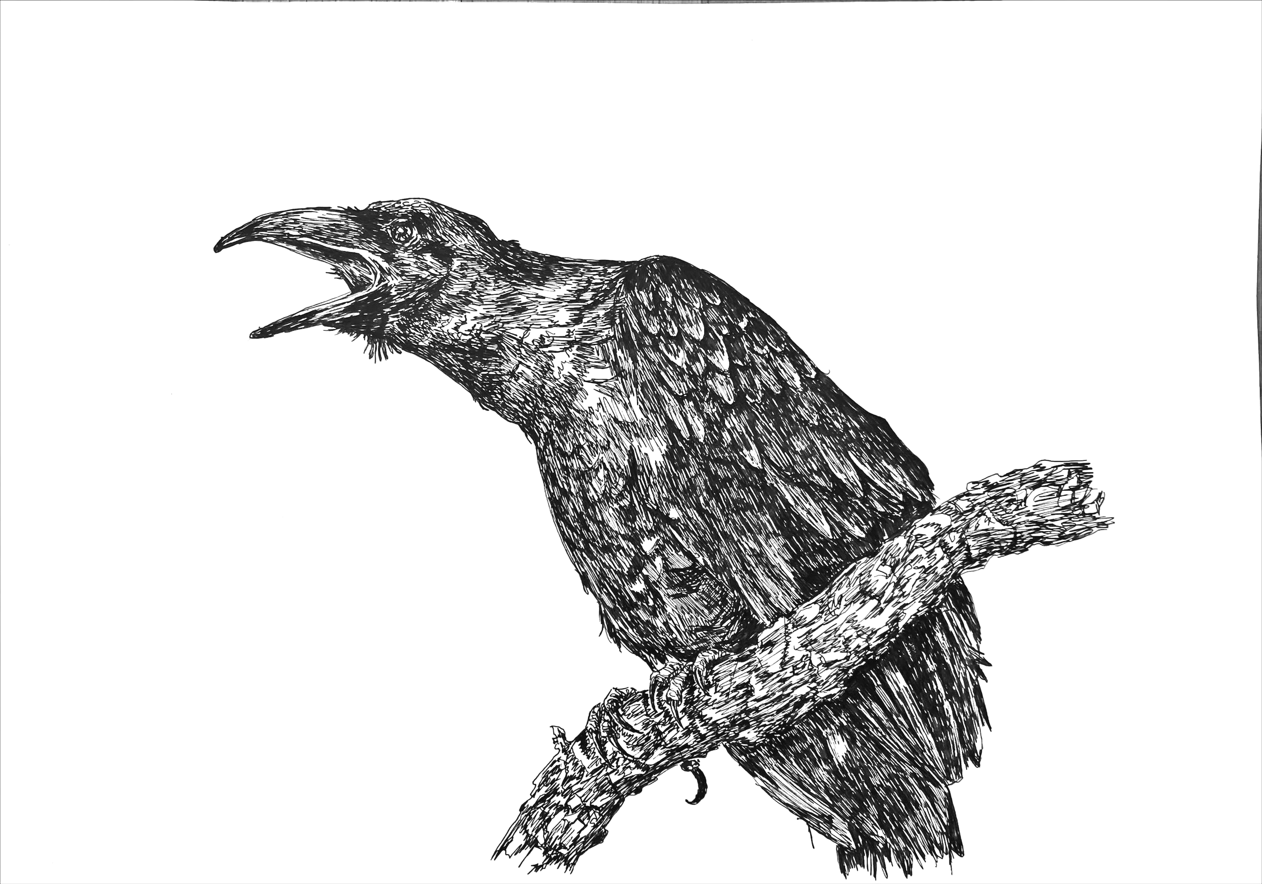 IMG_3018.png