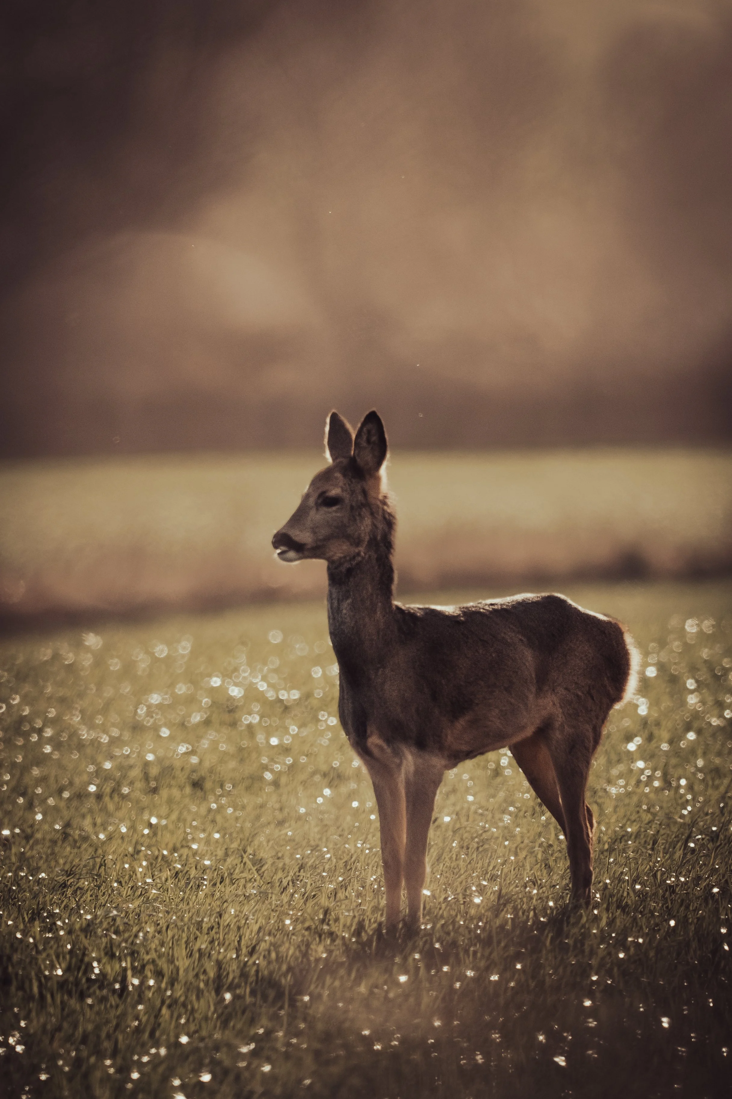 Double Bubble Saturday-2.jpg