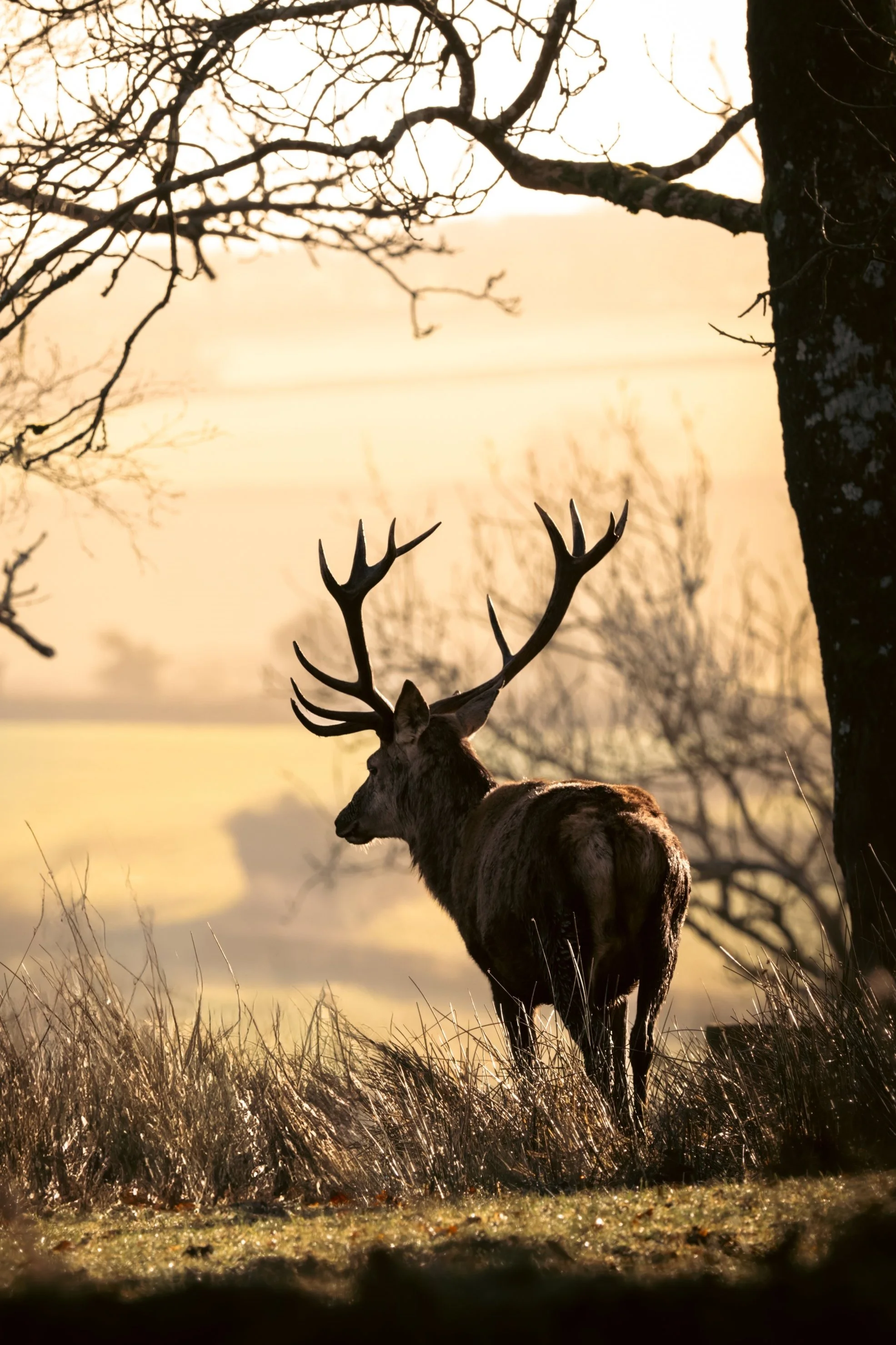 Sunrise Stags-11.jpg
