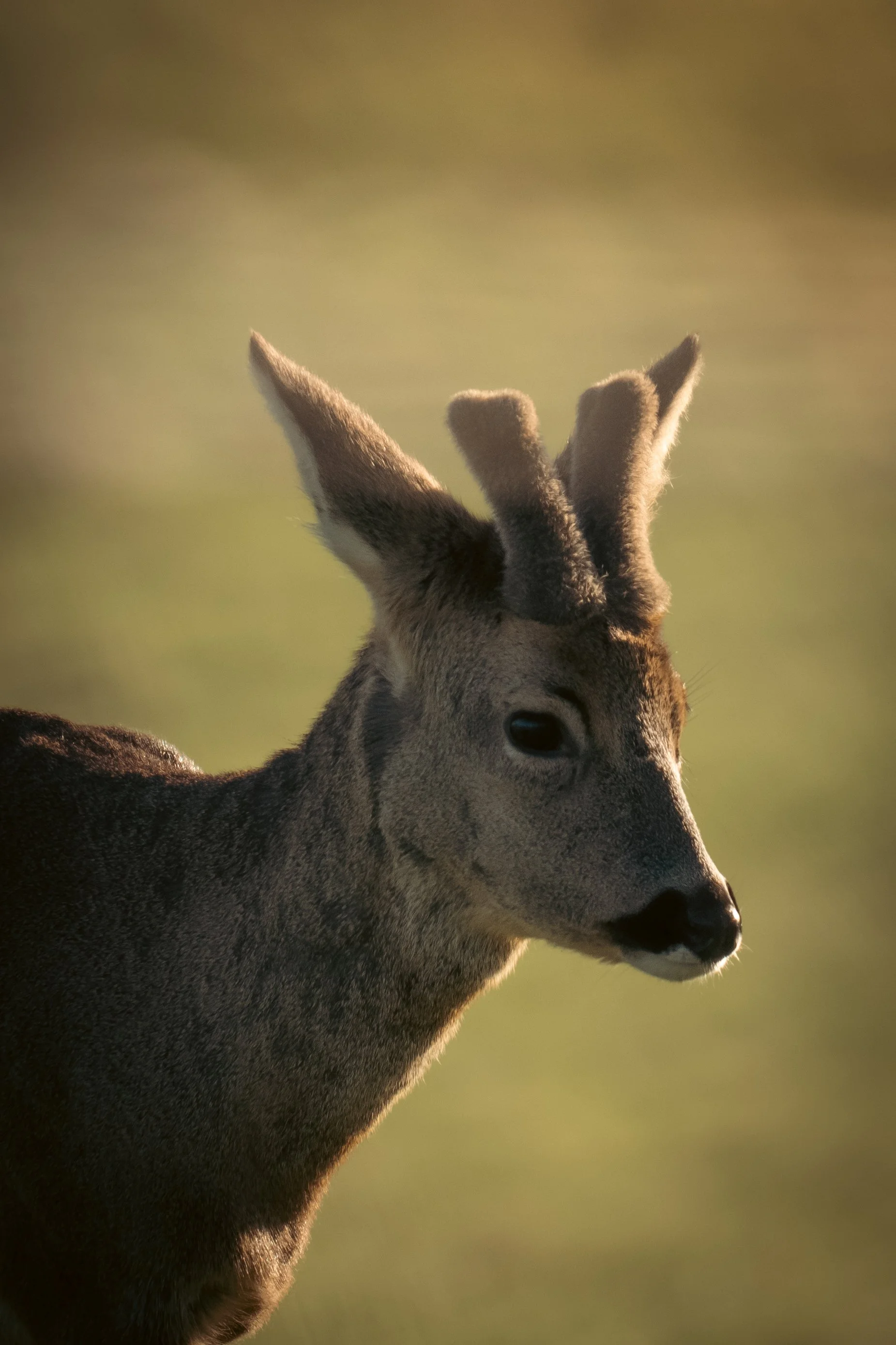 Another Early Barwick-17.jpg